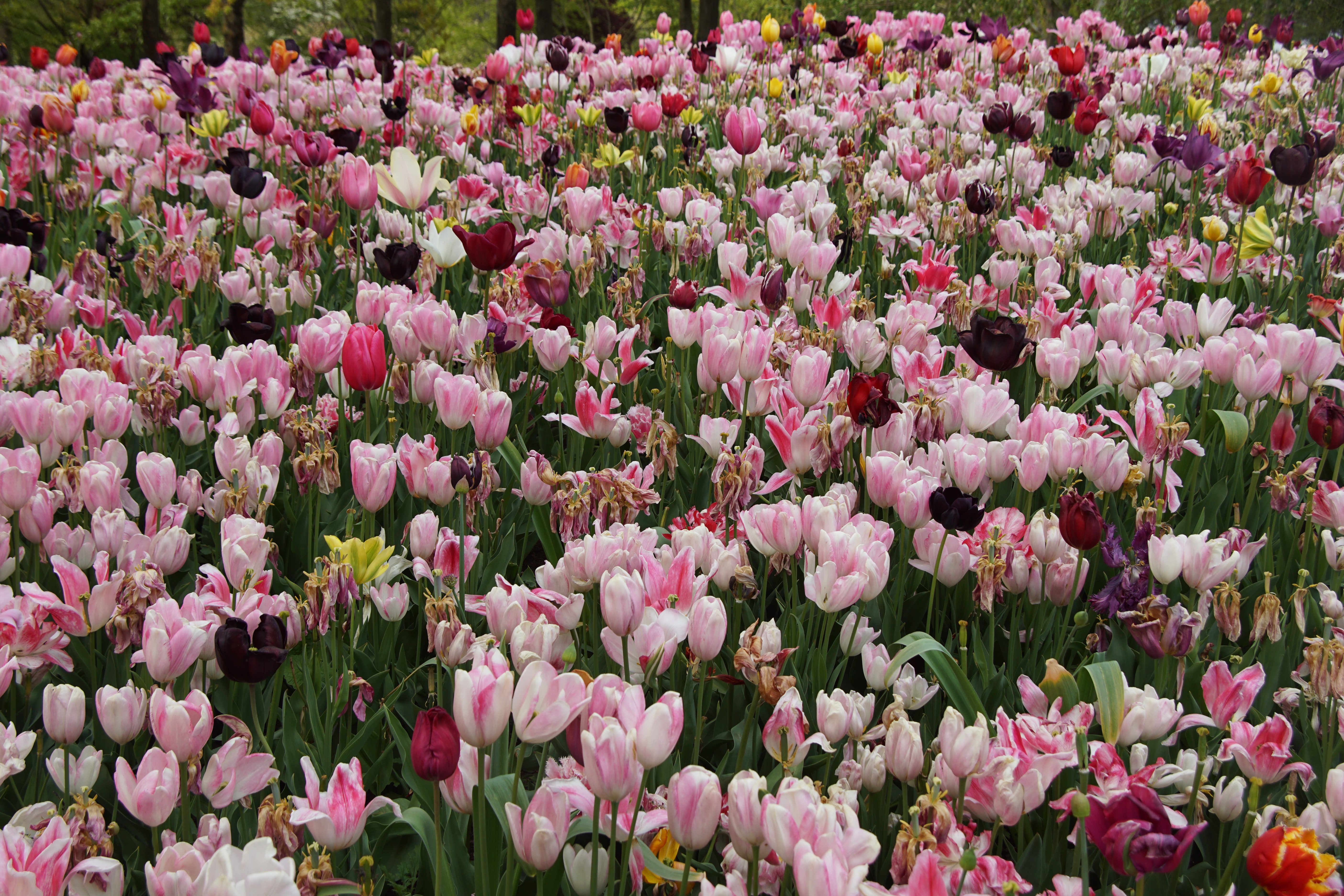Field of Pink and Purple Tulips HD Wallpaper