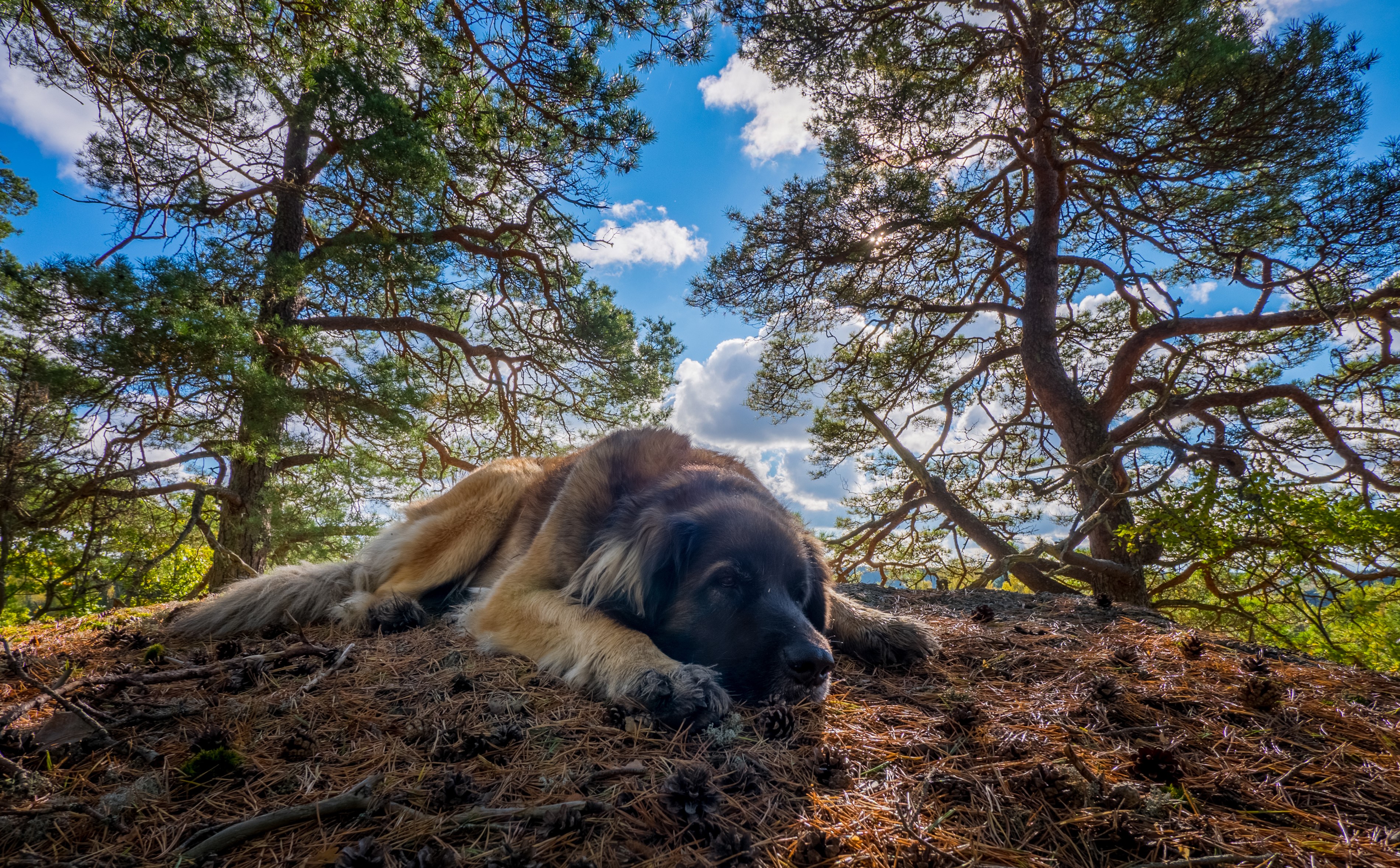 Leonberger dog sleeping under pine trees HD Wallpaper