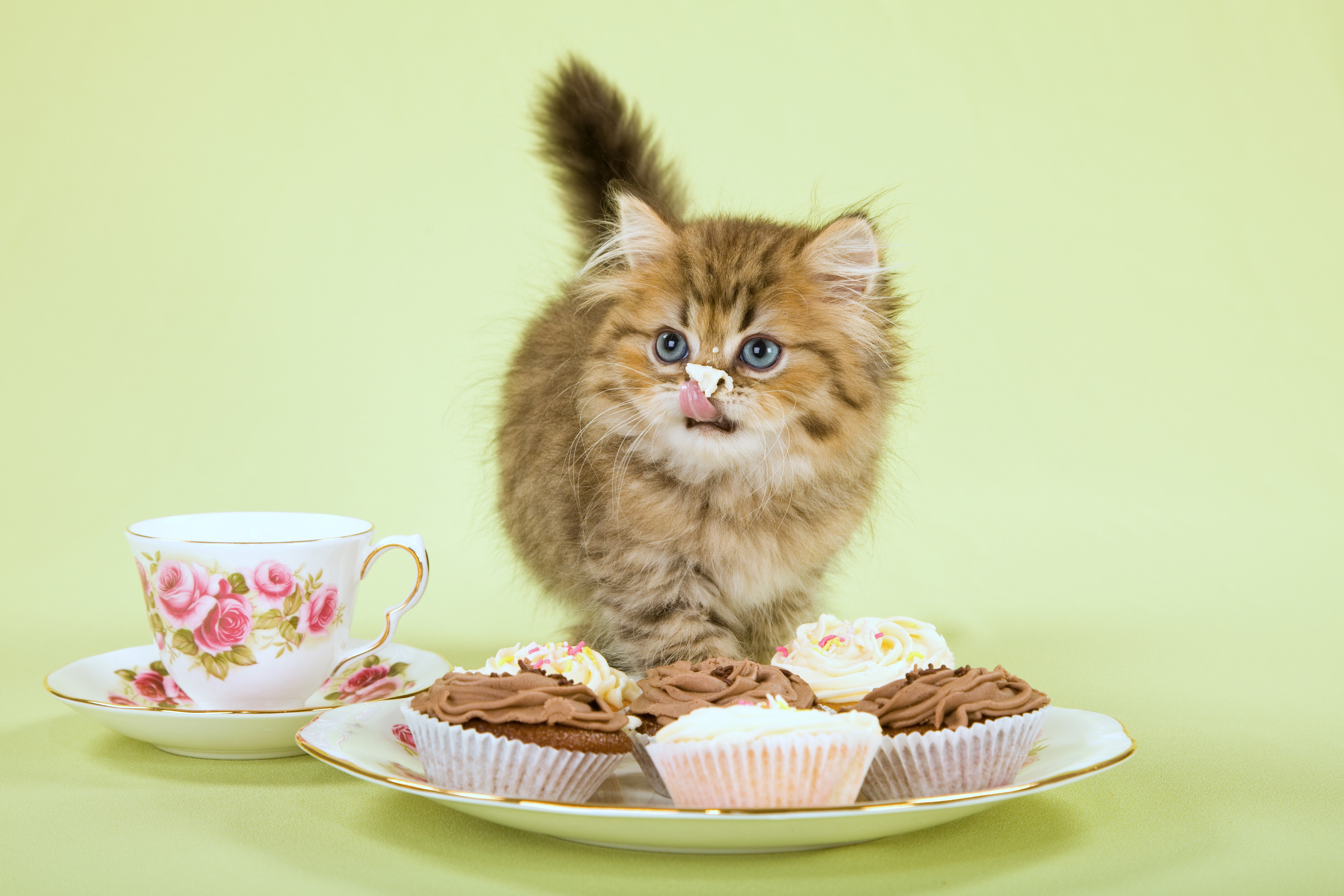 Kitten with cupcakes and teacup HD Wallpaper