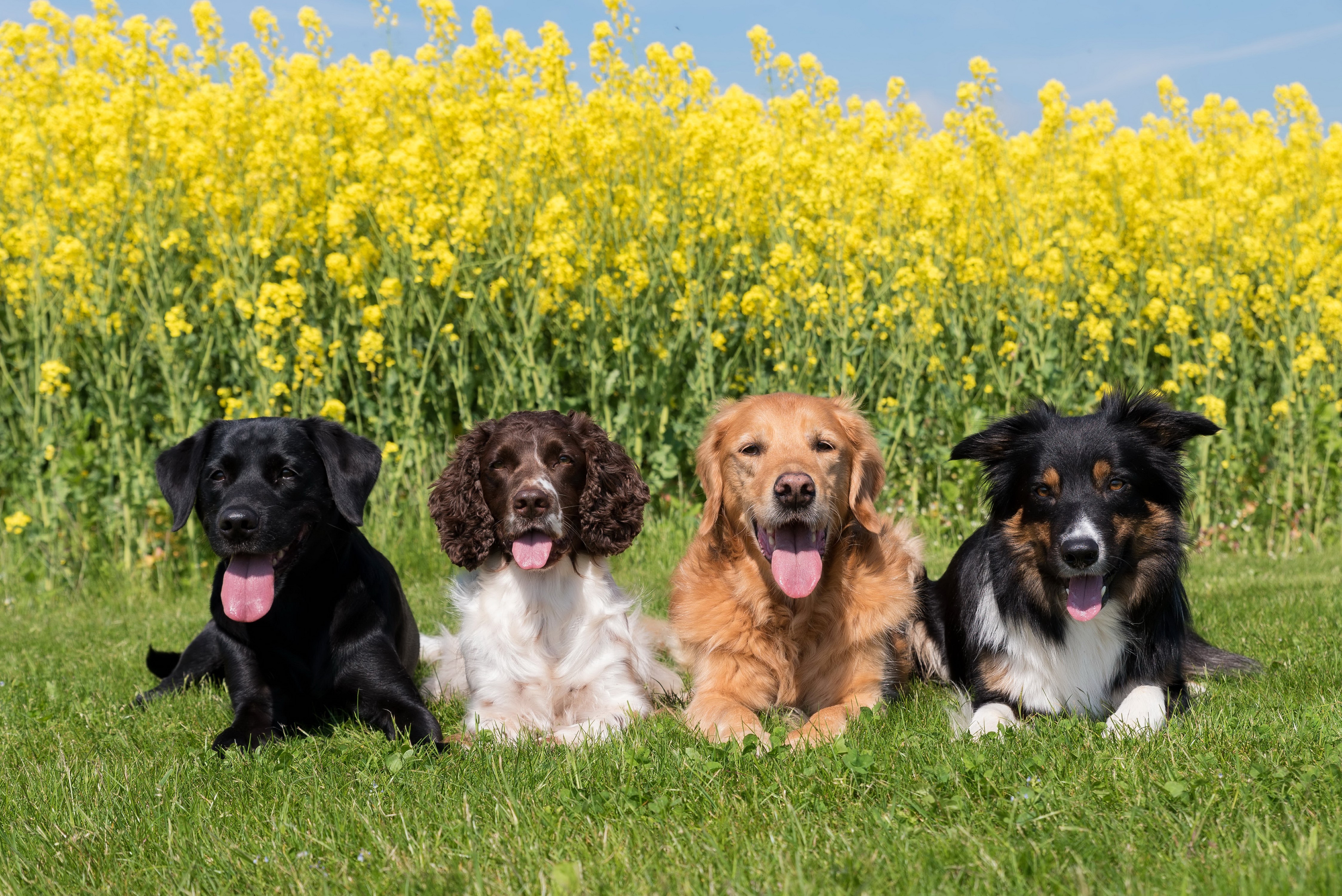 Four dogs in a field of yellow flowers HD Wallpaper