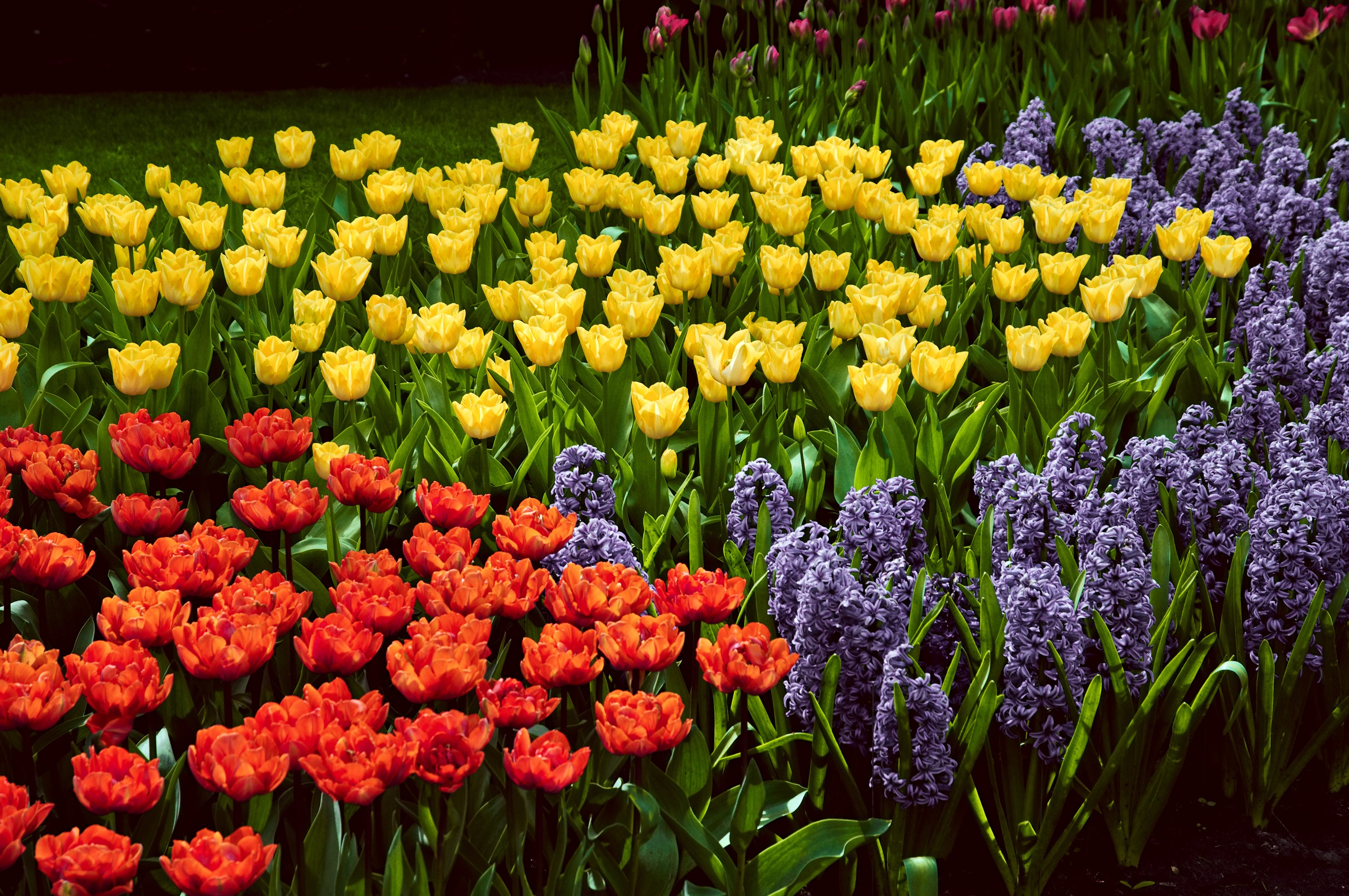 Field of Tulips and Hyacinths HD Wallpaper