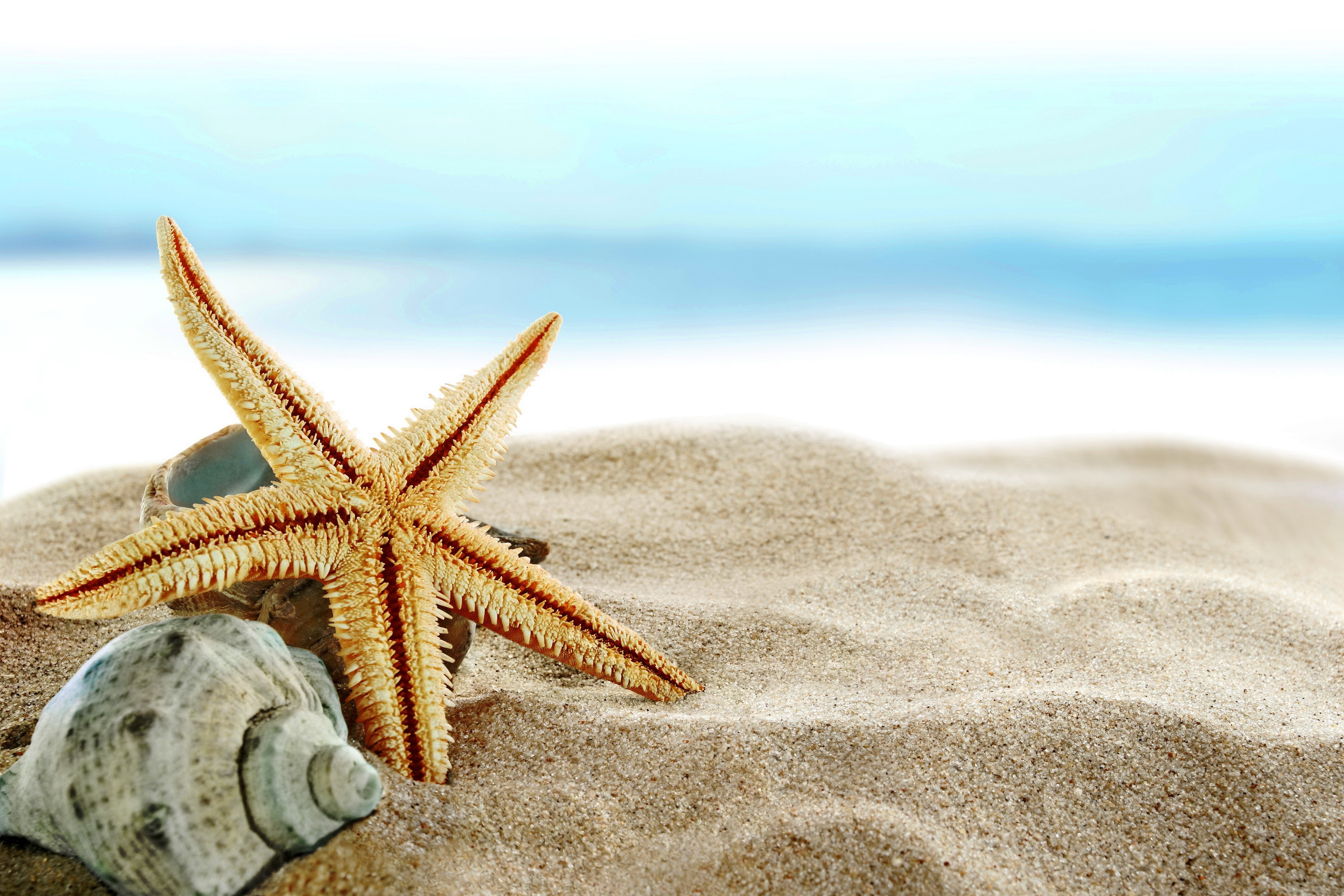 Starfish and Seashell on Sandy Beach with Ocean HD Wallpaper
