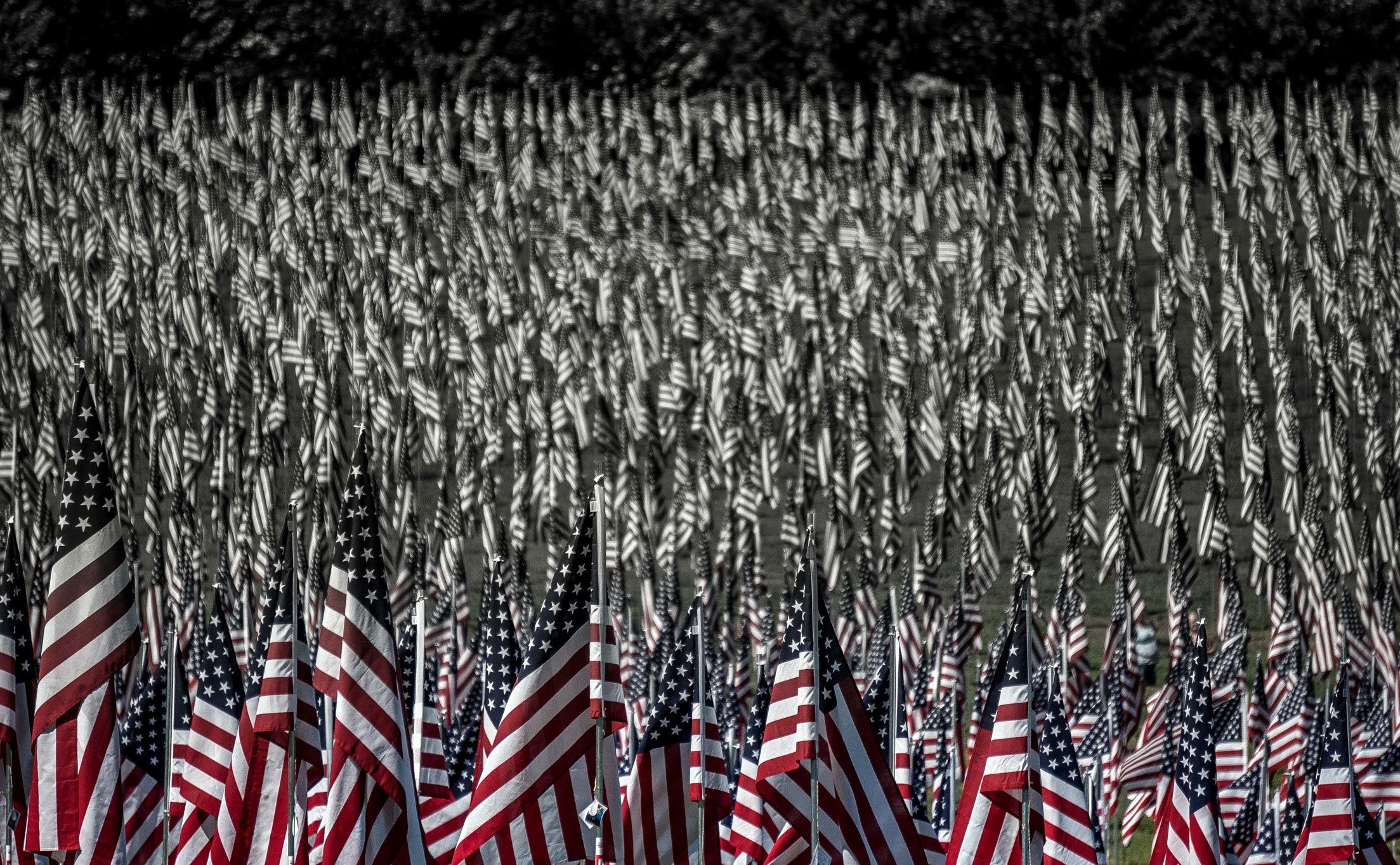 Many American flags displayed outdoors HD Wallpaper