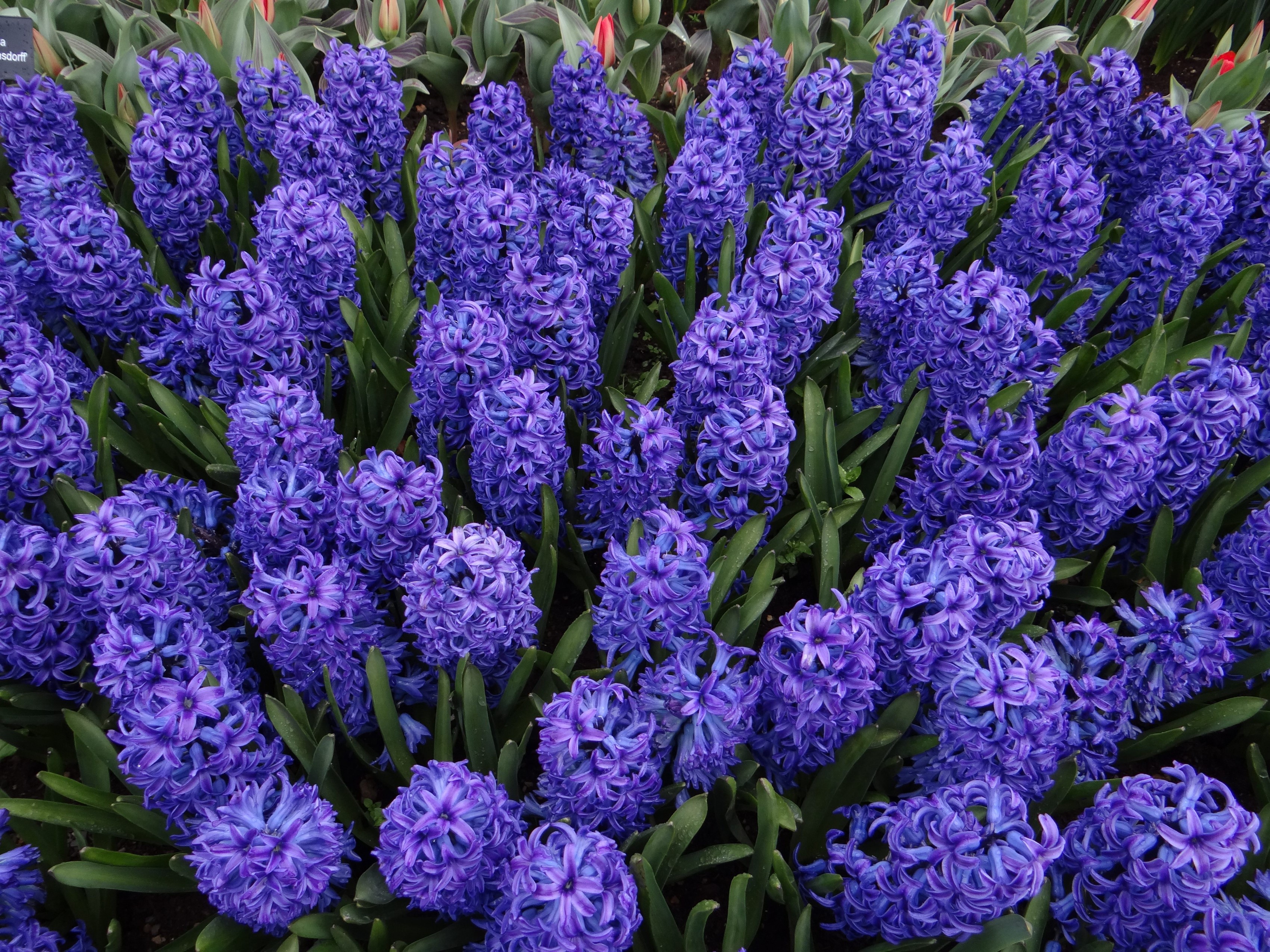 A field of vibrant purple hyacinths in bloom HD Wallpaper