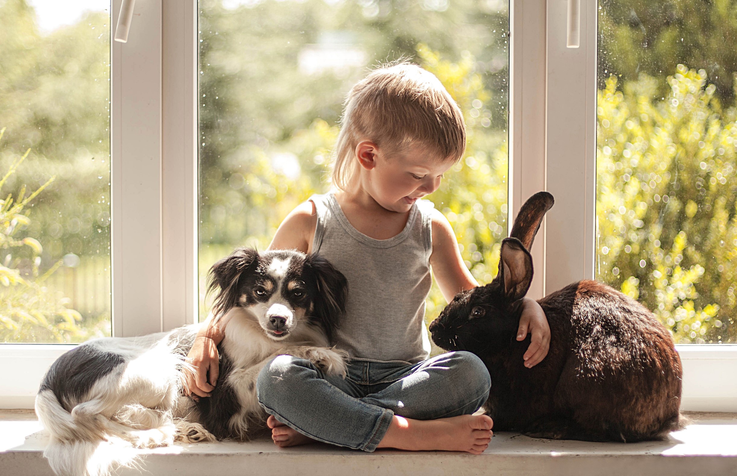 Boy with dog and rabbit by window HD Wallpaper