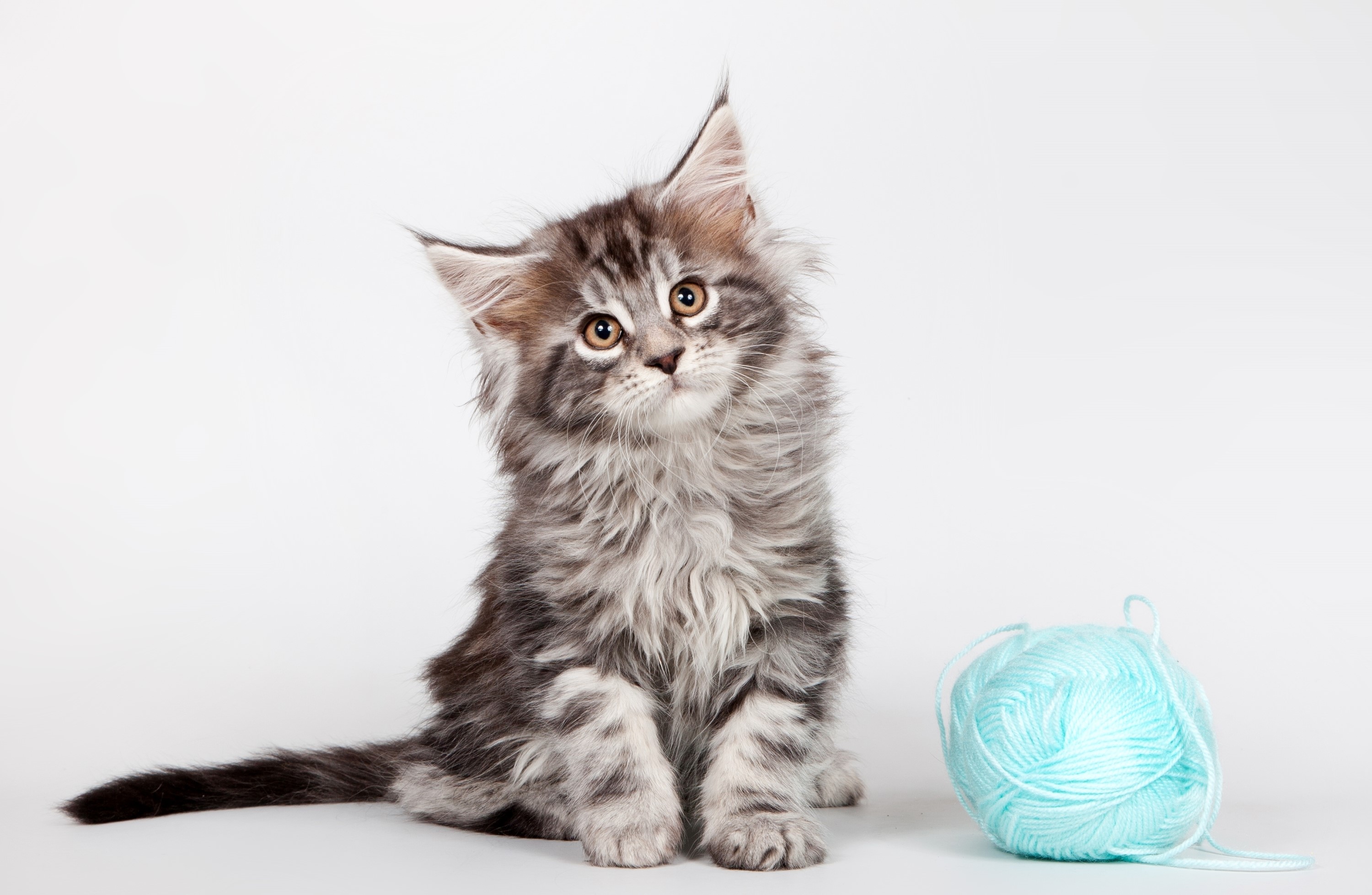 Maine Coon kitten with a ball of yarn HD Wallpaper