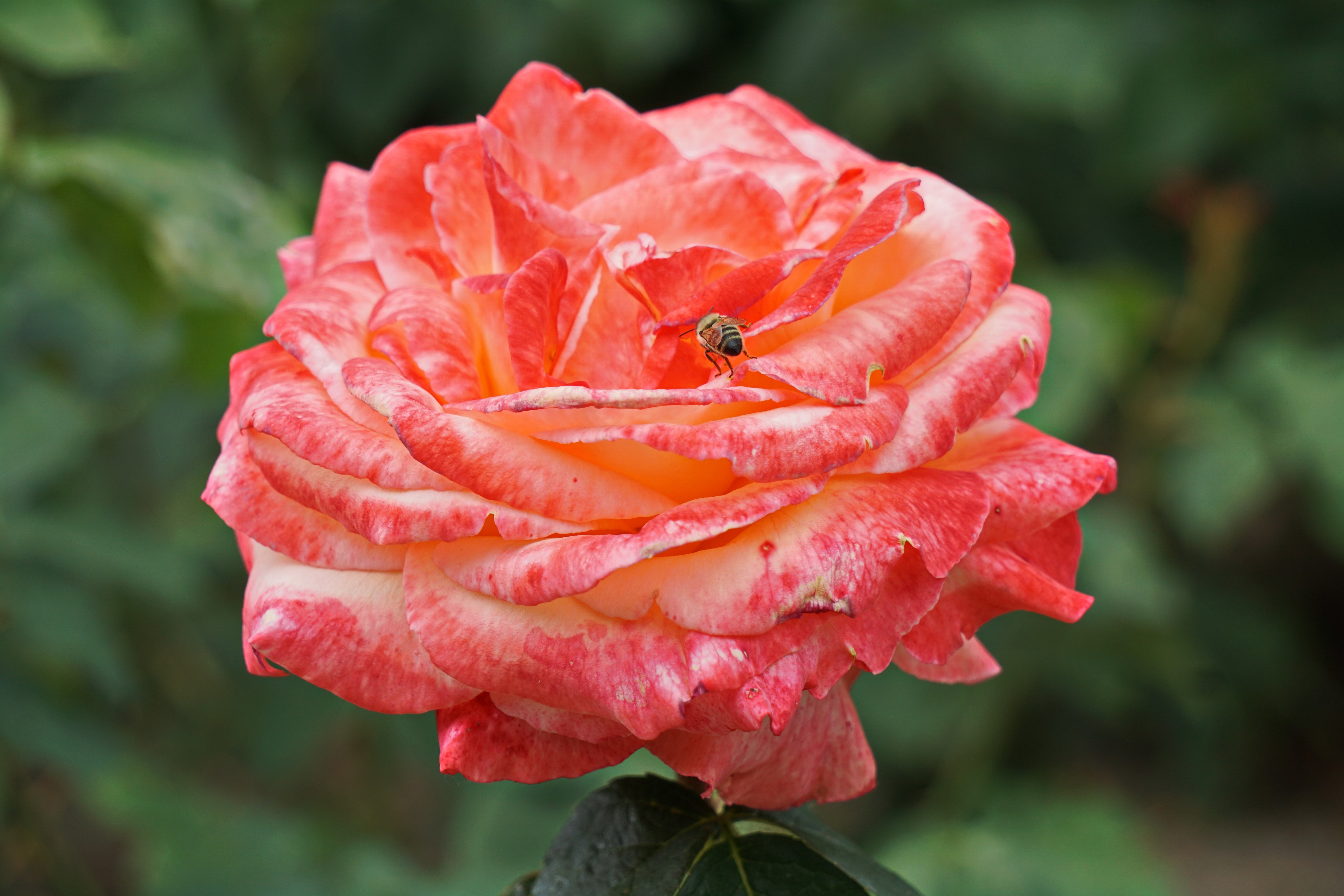 Pink and Orange Rose with Bee HD Wallpaper