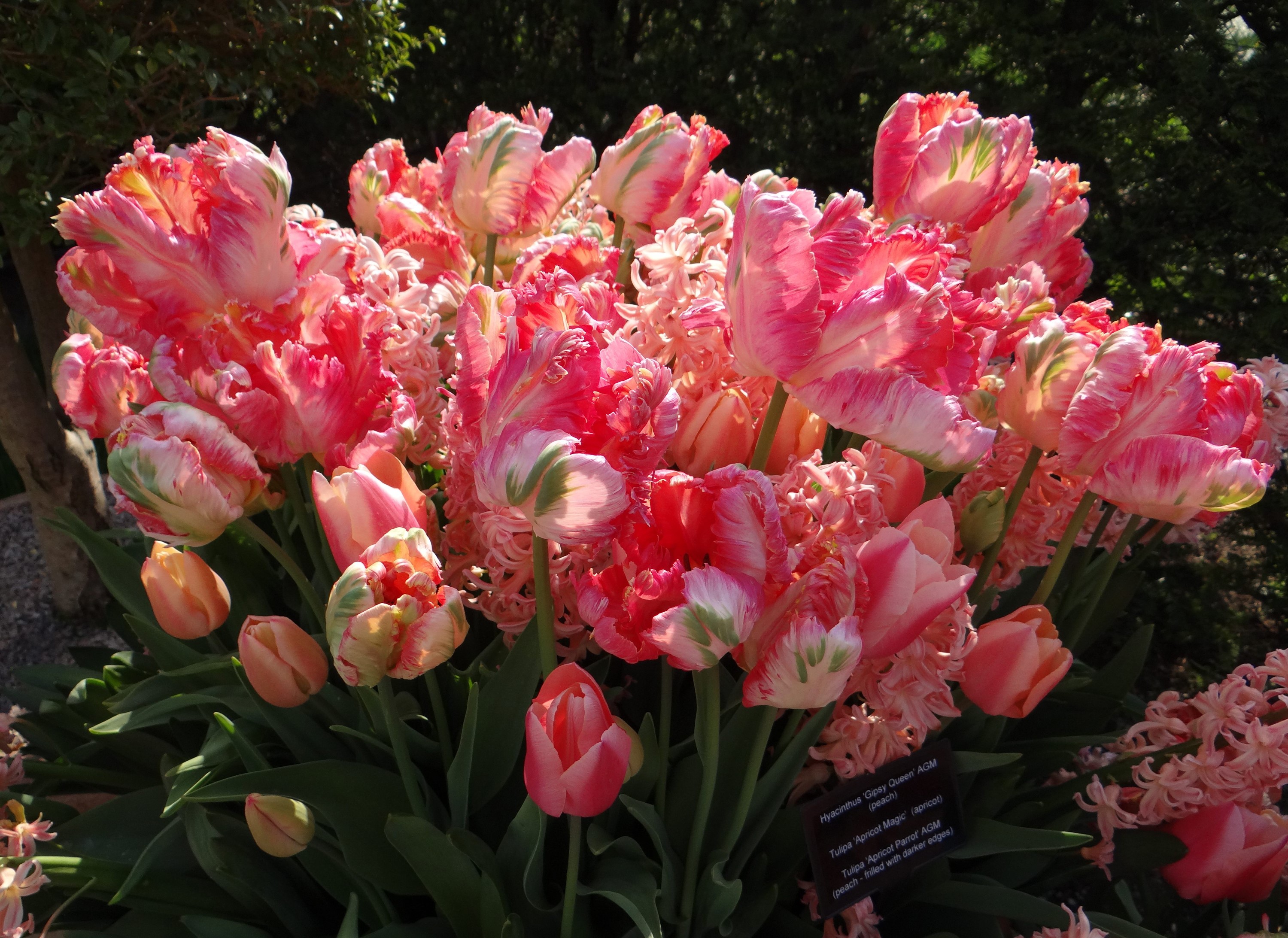Pink Parrot Tulips and Hyacinths HD Wallpaper