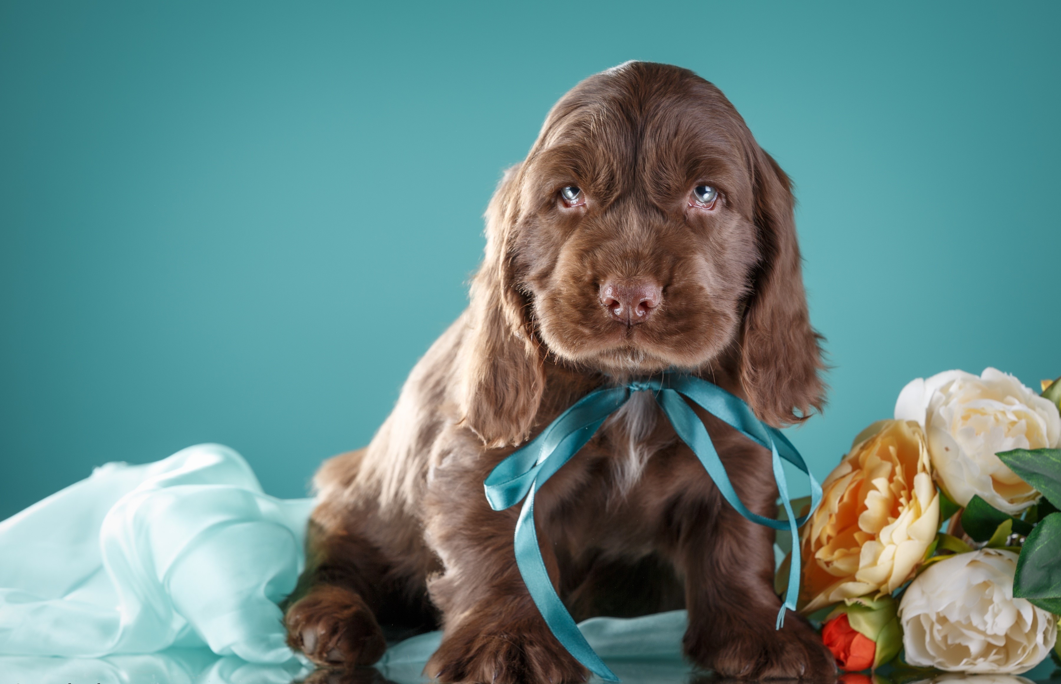 Brown Cocker Spaniel puppy with blue ribbon and flowers HD Wallpaper