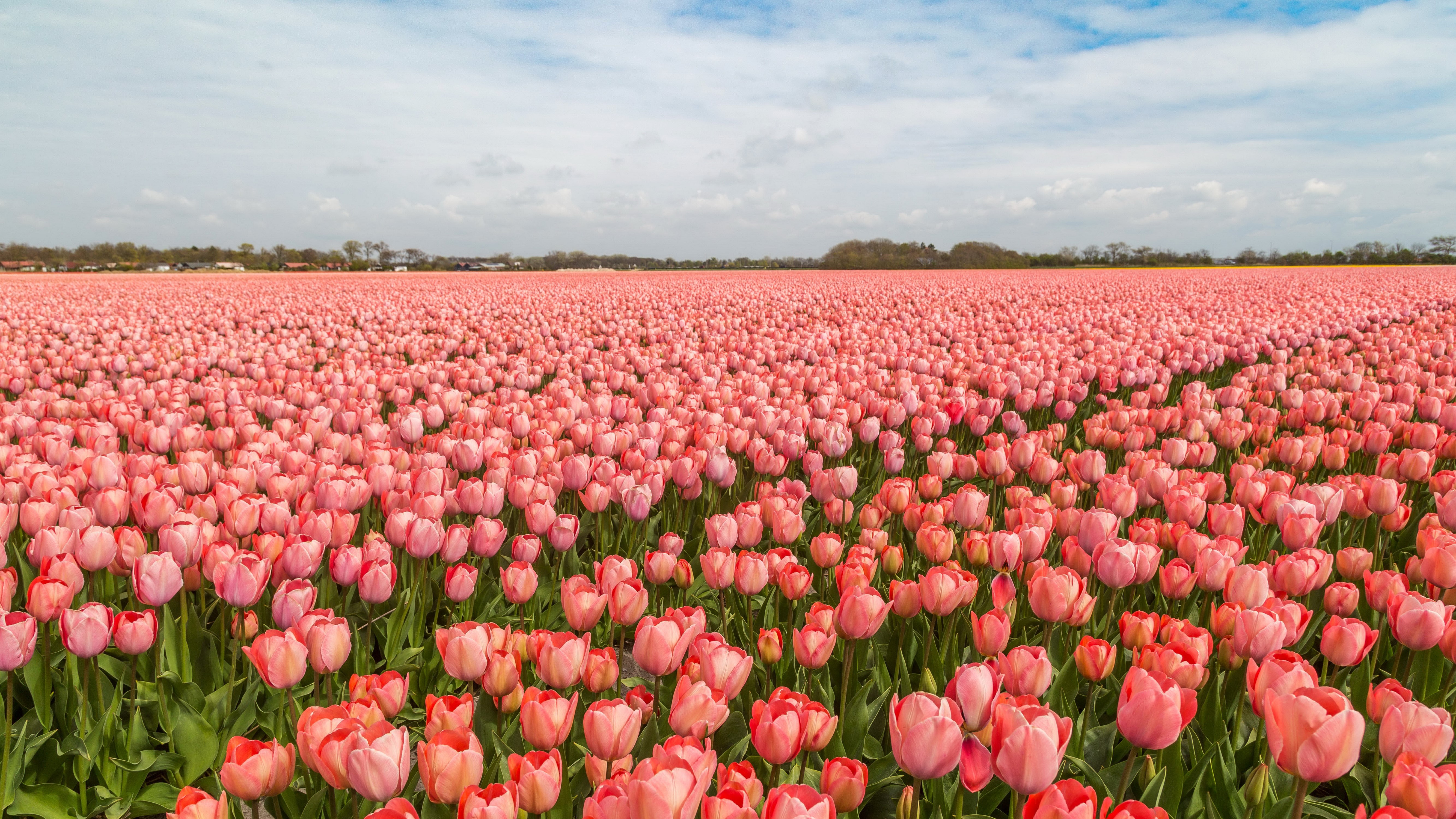 Field of Pink Tulips in the Netherlands HD Wallpaper