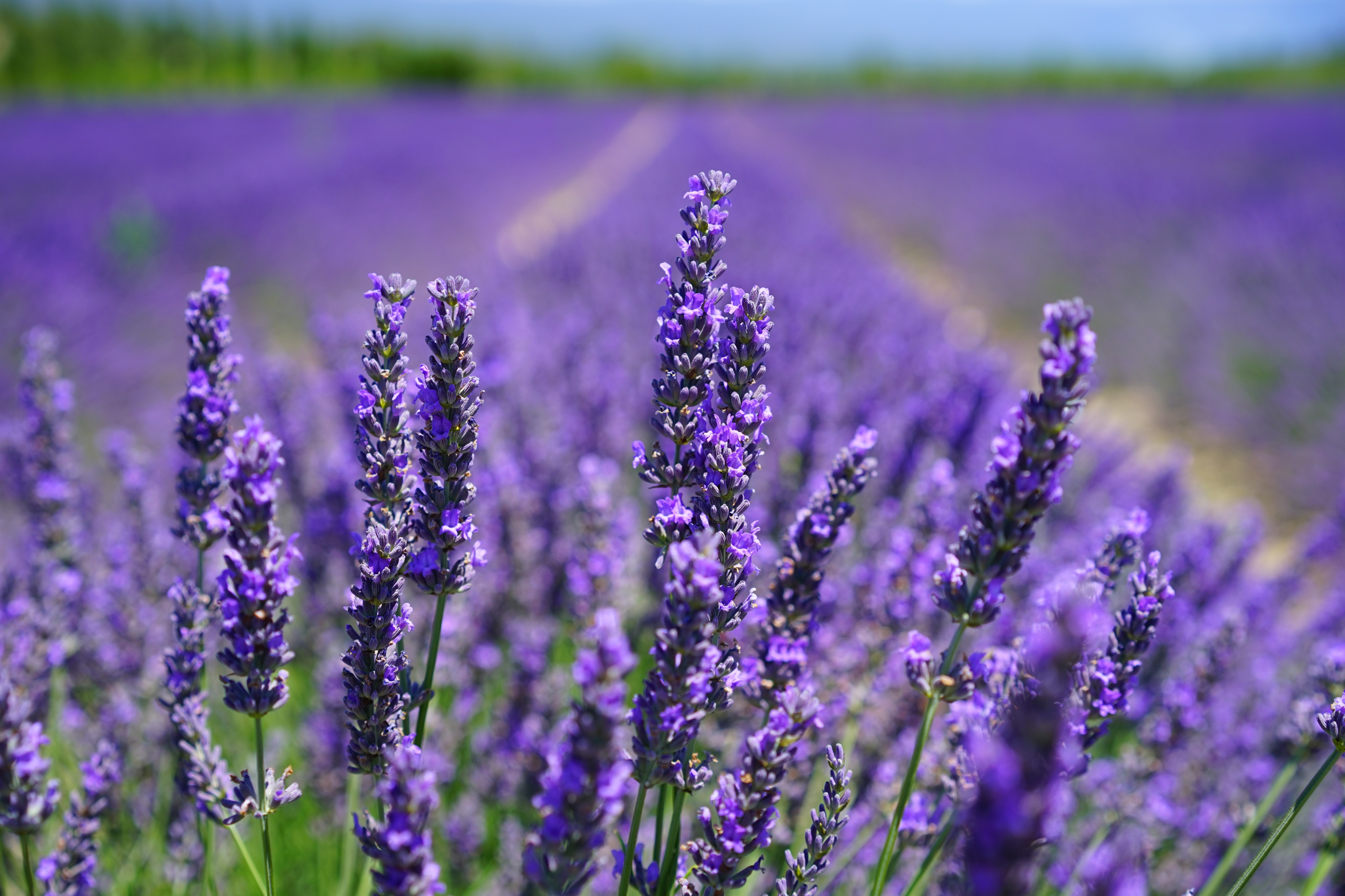 Lavender Field HD Wallpaper