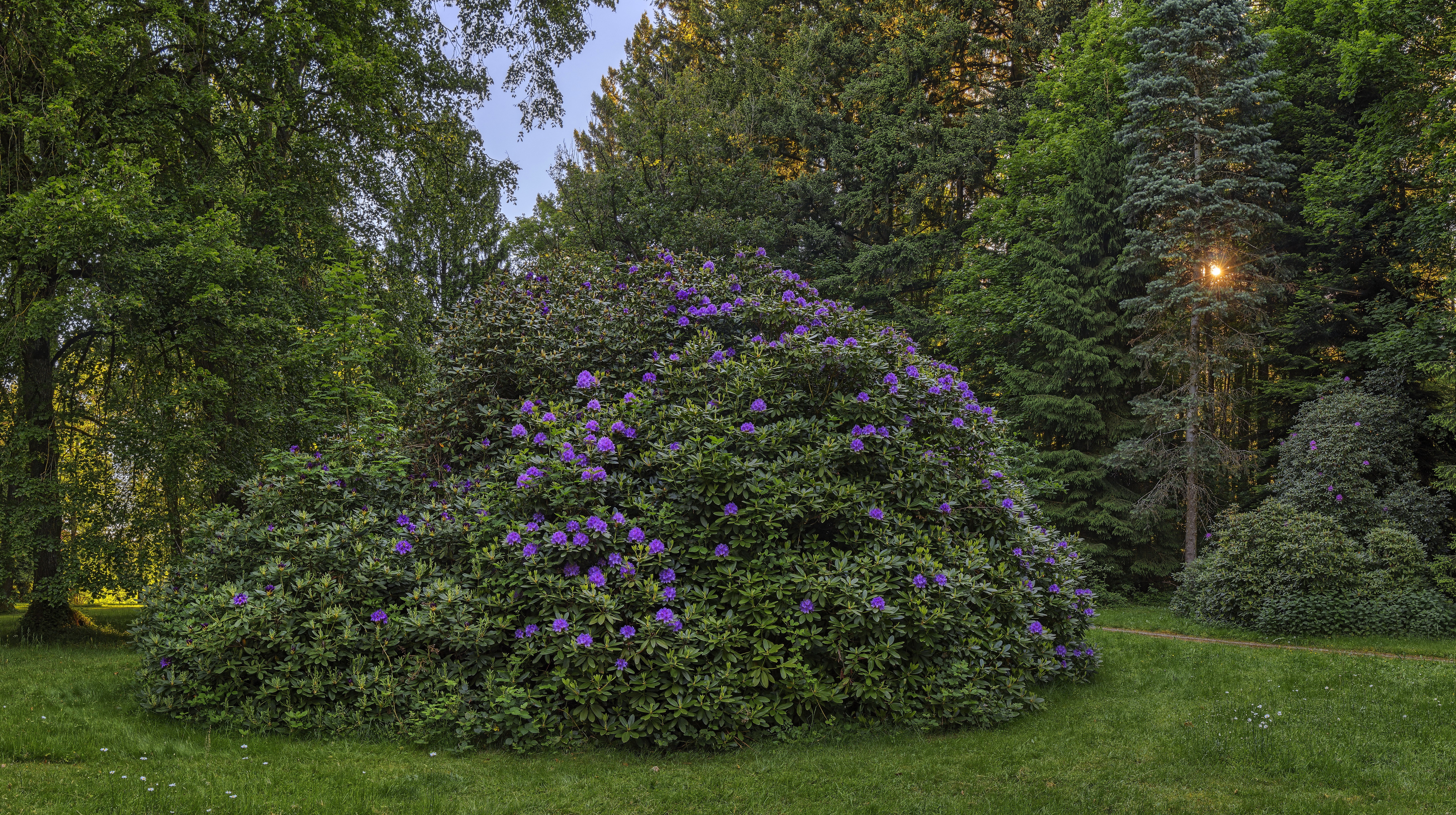 Rhododendron in a park in Bavaria, Germany HD Wallpaper