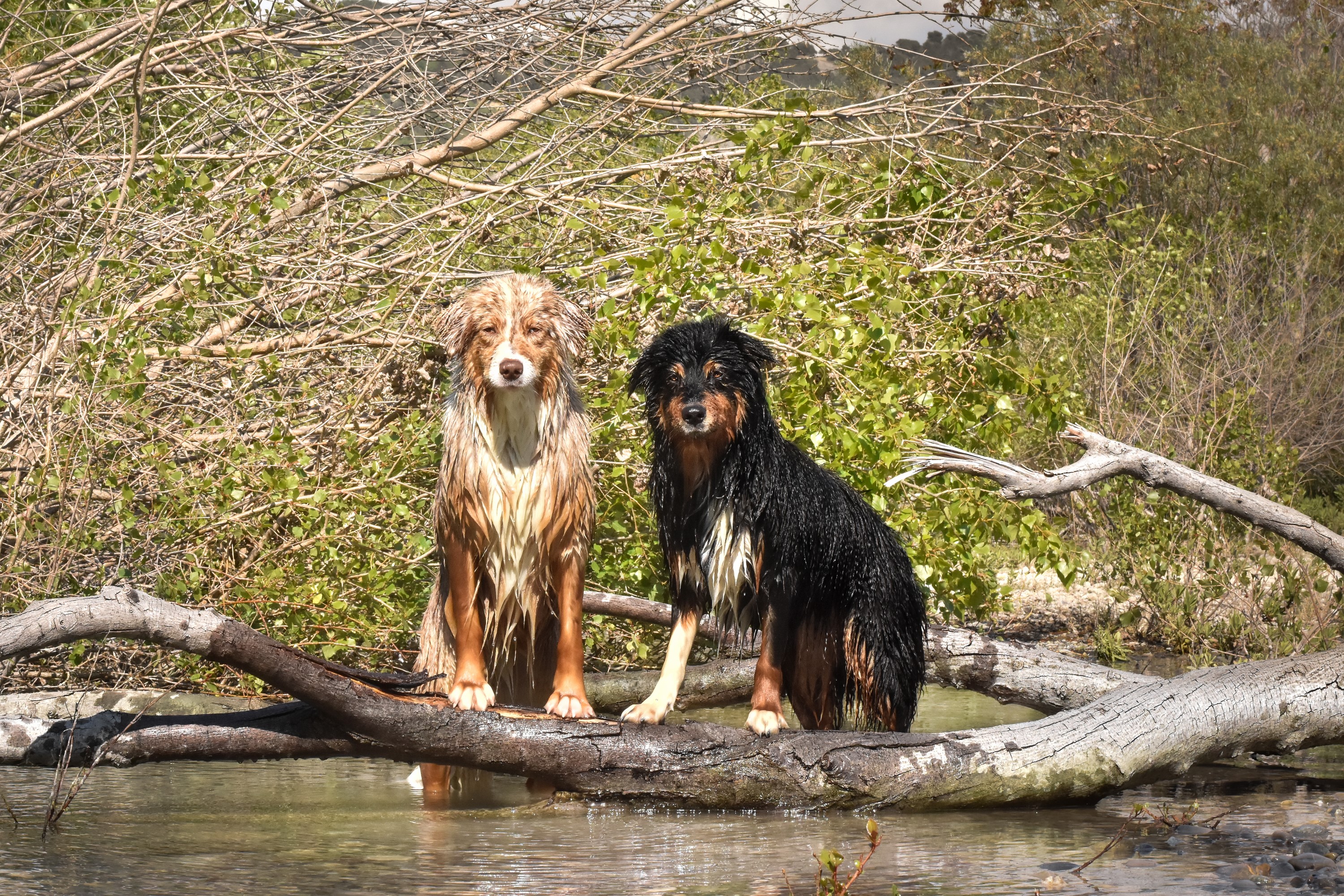 Two wet Australian Shepherds sitting on a fallen tree trunk HD Wallpaper