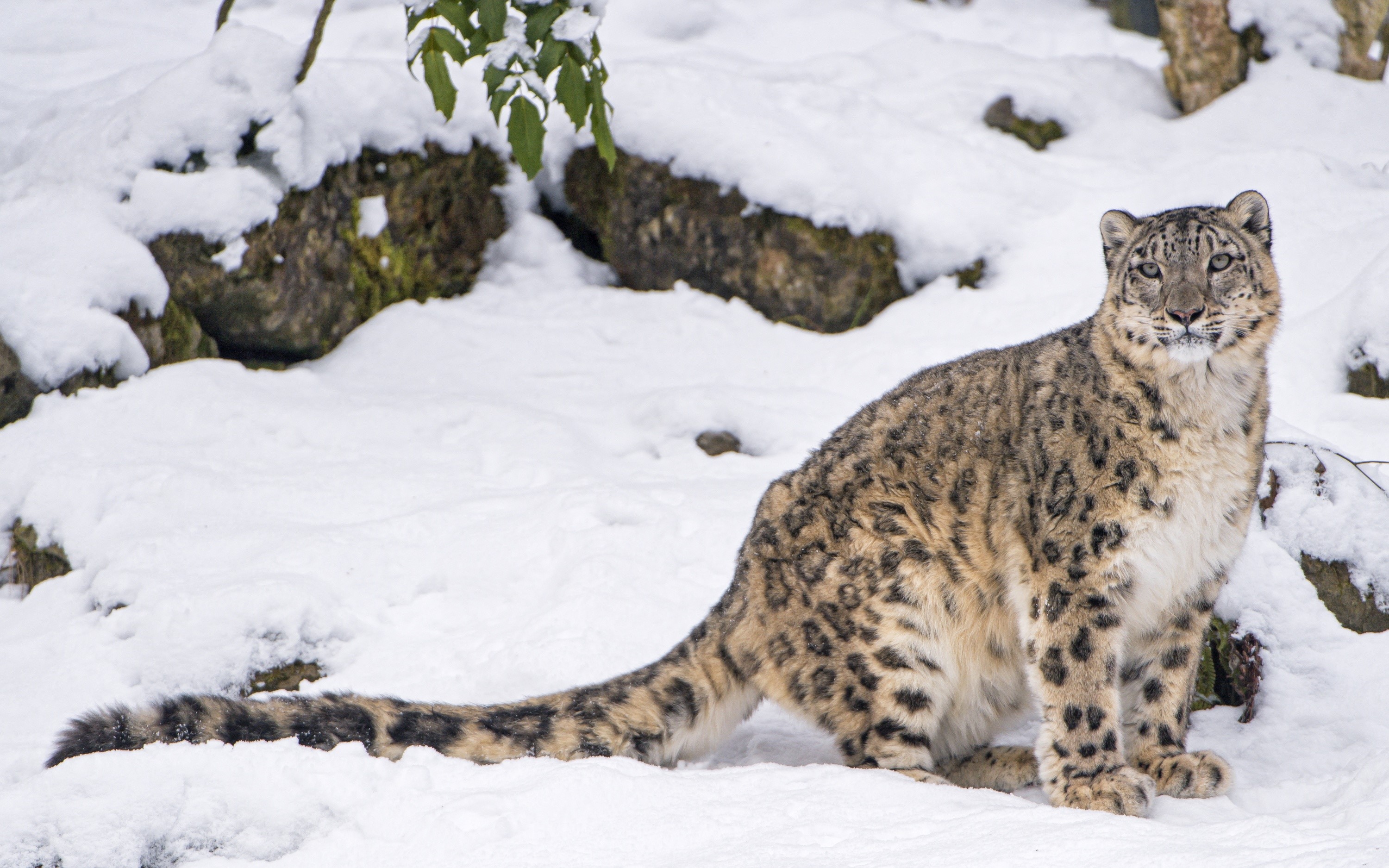 Snow leopard sitting in the snow HD Wallpaper