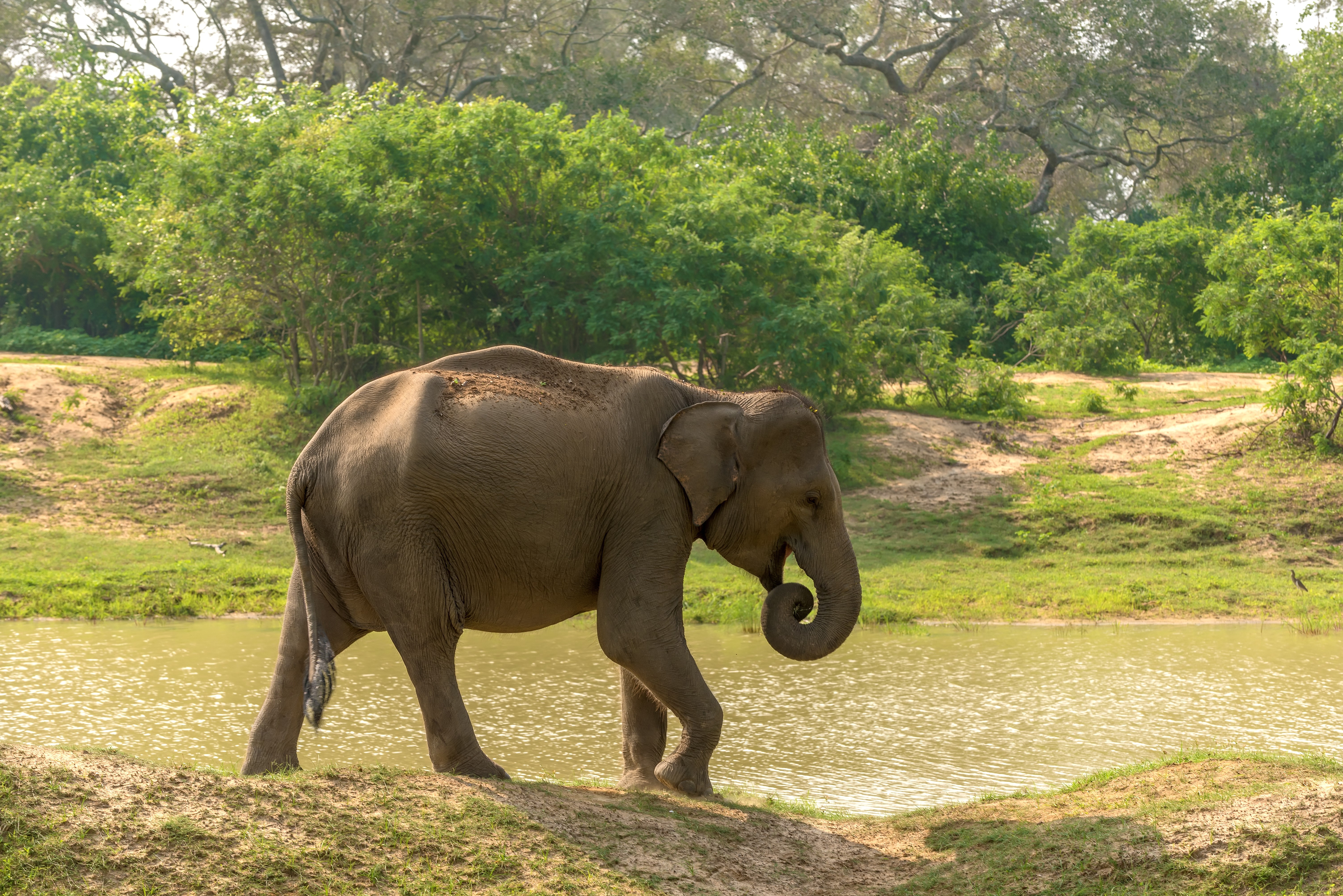 Elephant walking by a watering hole in Yala National Park, Sri Lanka HD Wallpaper