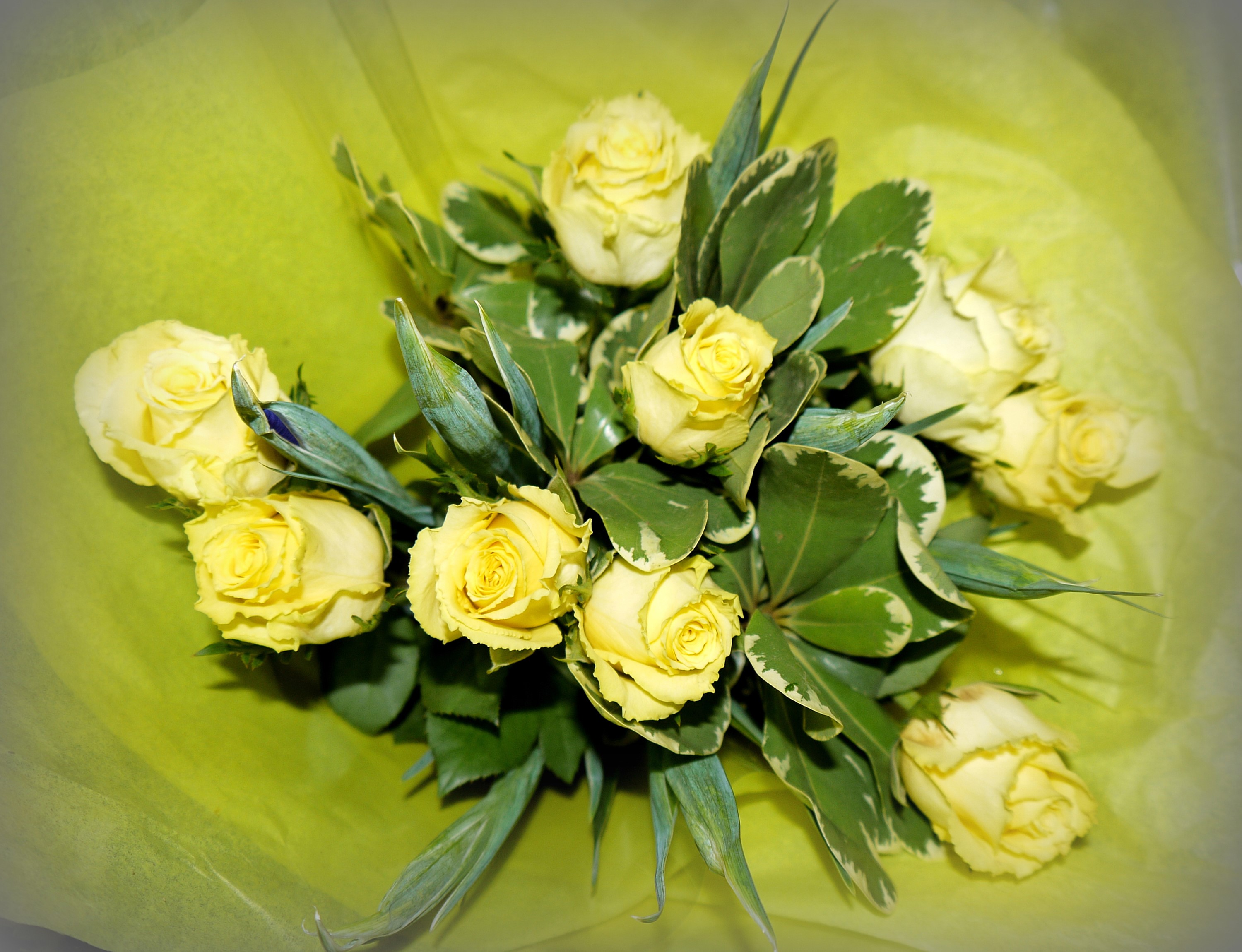 Bouquet of yellow roses with green leaves HD Wallpaper