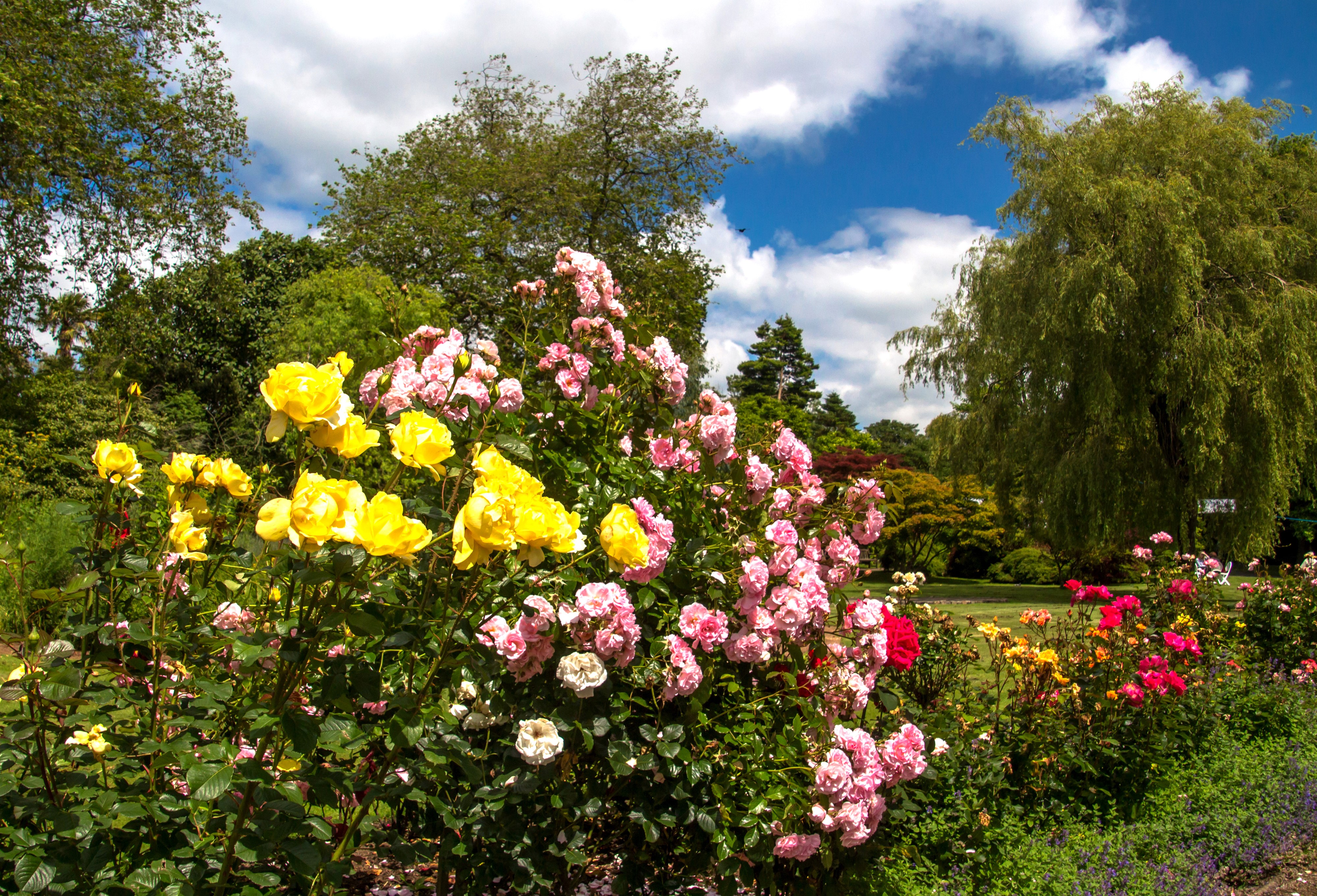 Swansea Botanic Gardens Roses in Bloom HD Wallpaper