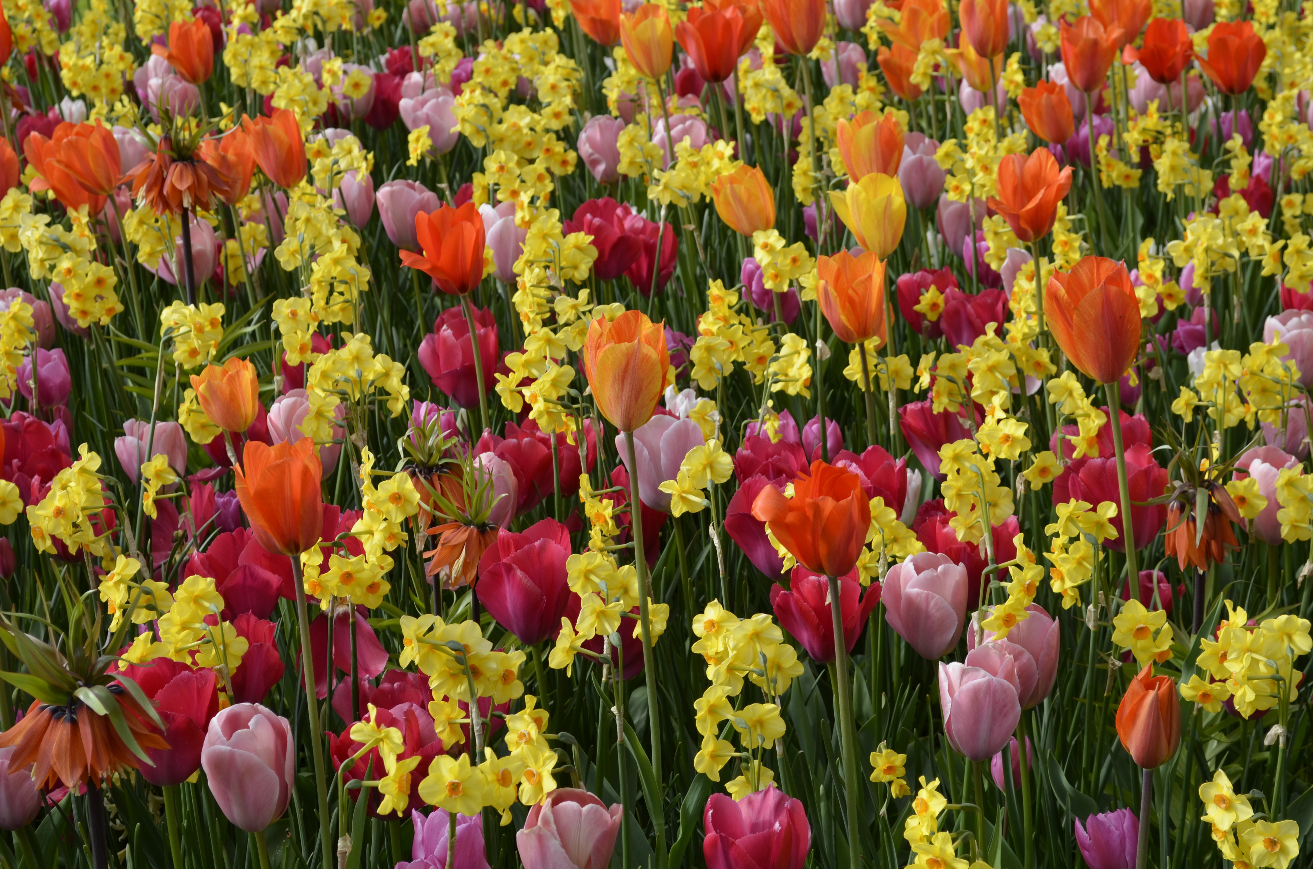 Vibrant Tulips and Daffodils Field in 4K HD Wallpaper