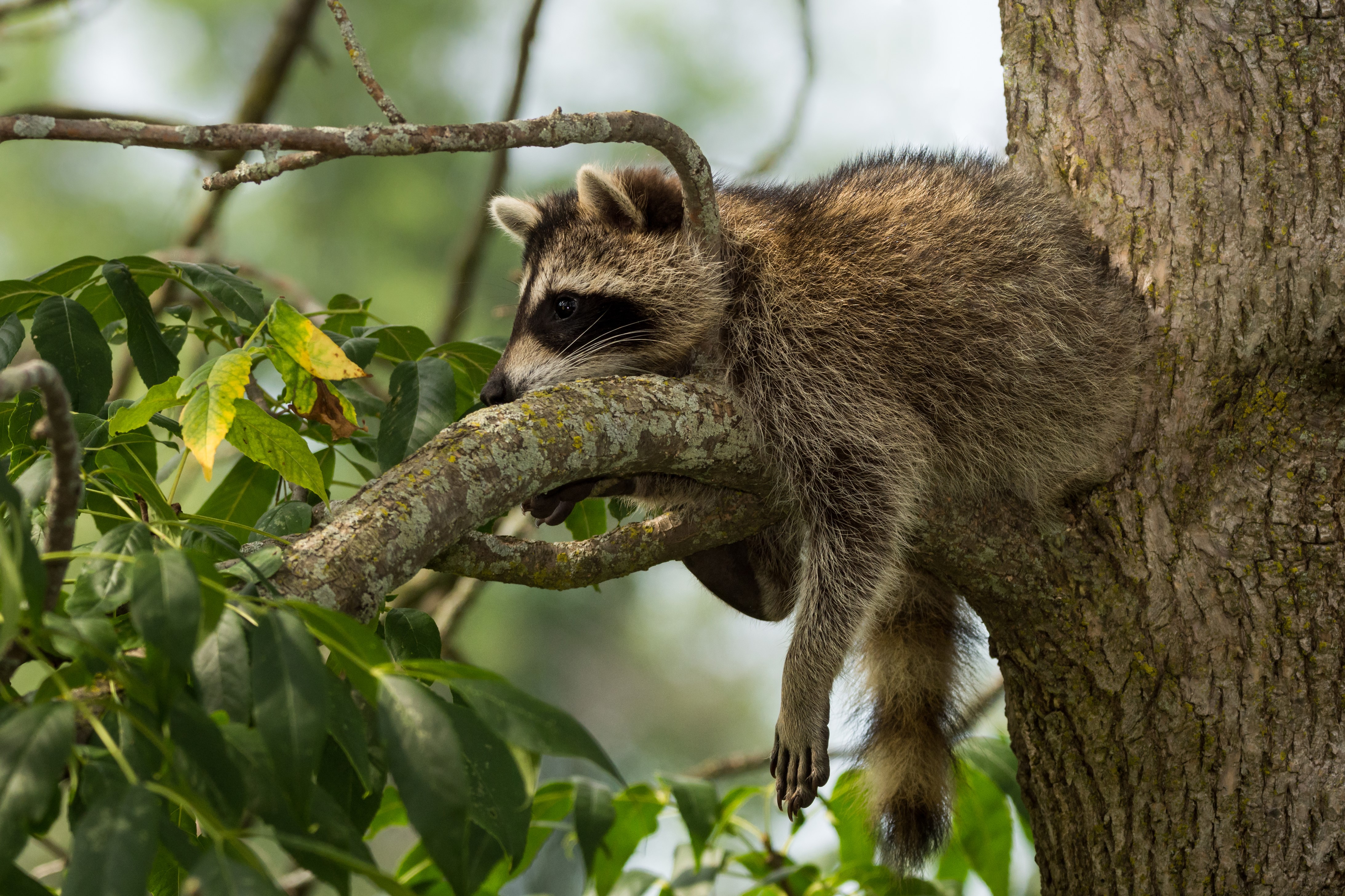 Raccoon resting on a tree branch HD Wallpaper