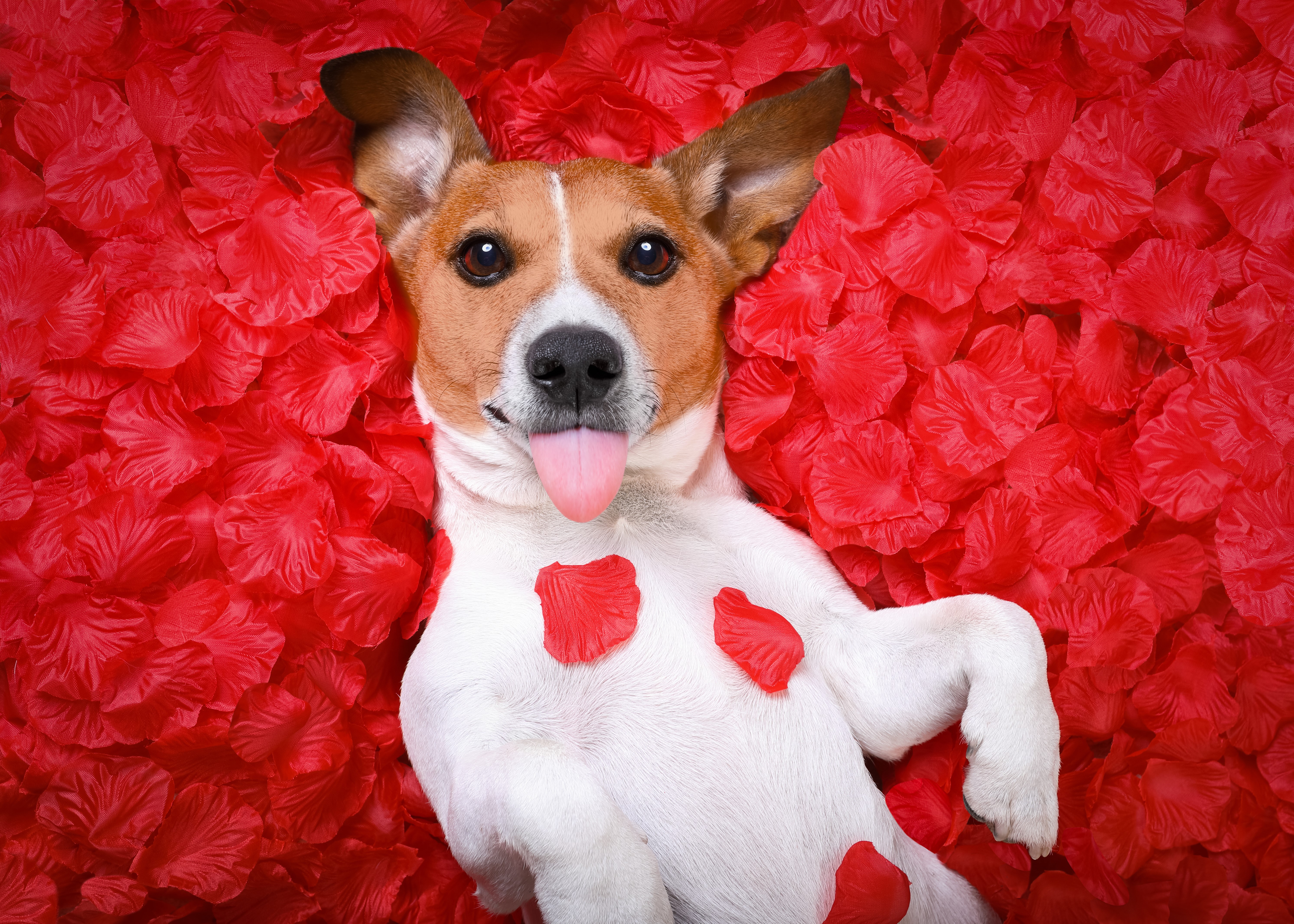 Jack Russell Terrier Dog with Tongue Out Among Red Petals HD Wallpaper