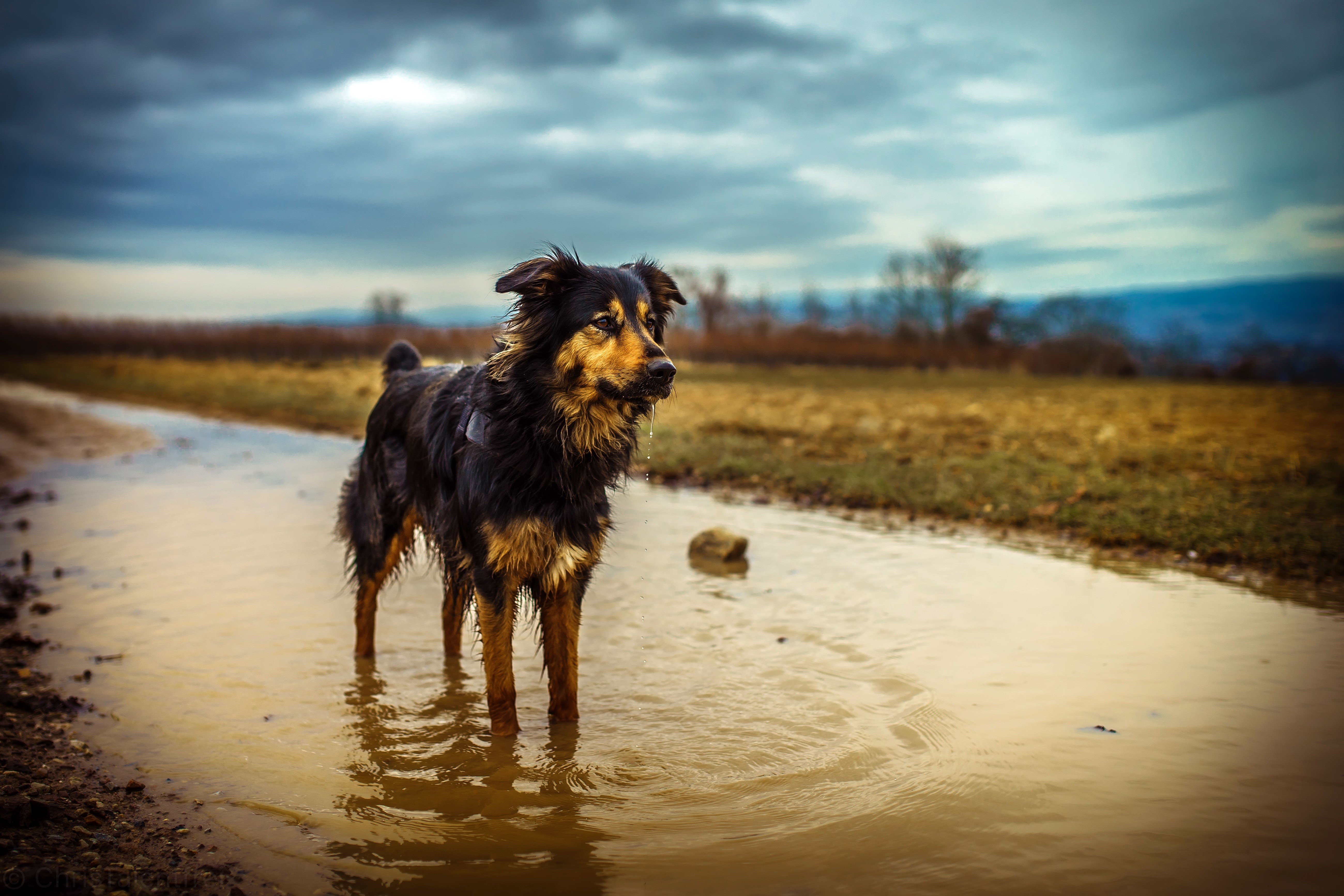 Dog standing in a puddle HD Wallpaper