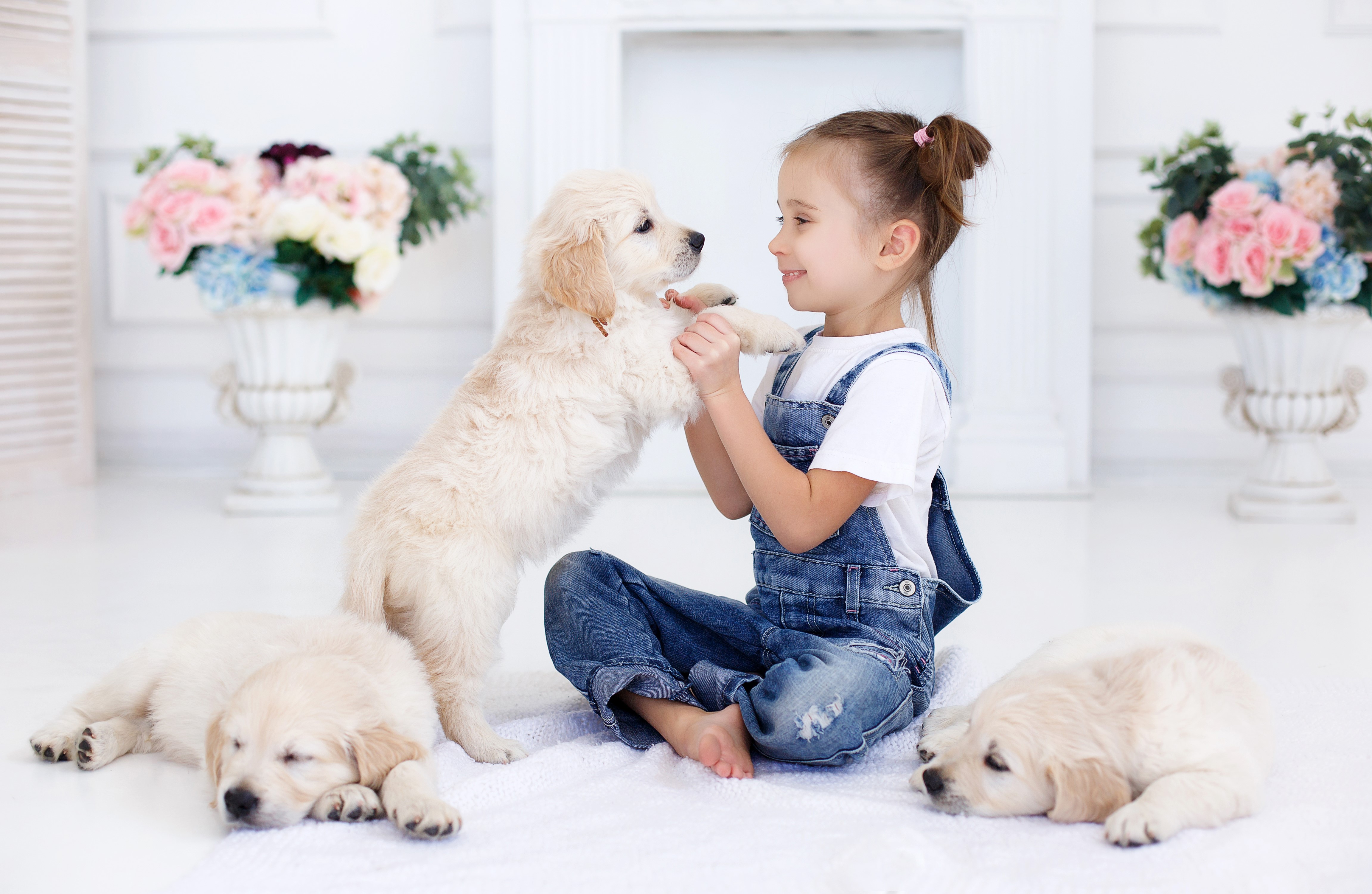 Girl Playing with Golden Retriever Puppies HD Wallpaper