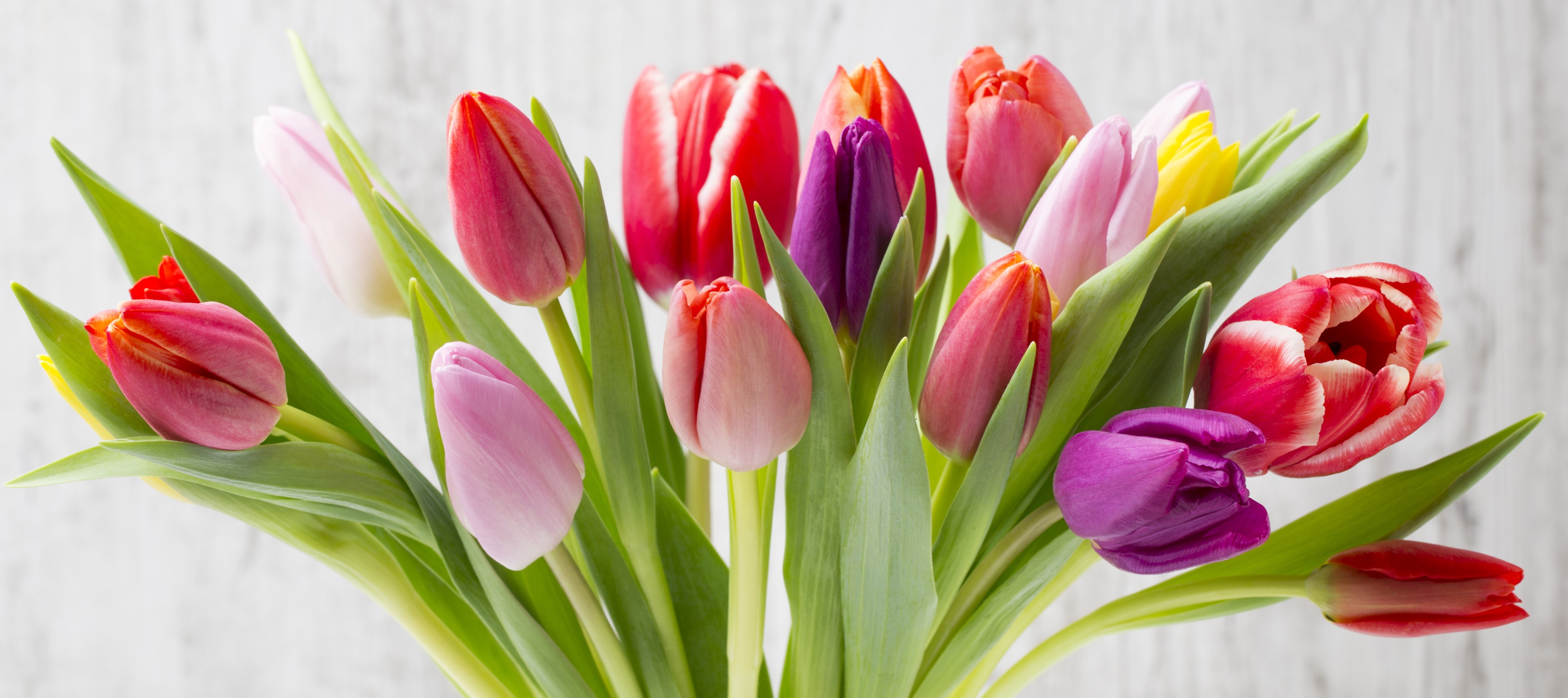 4K Tulips Closeup HD Wallpaper