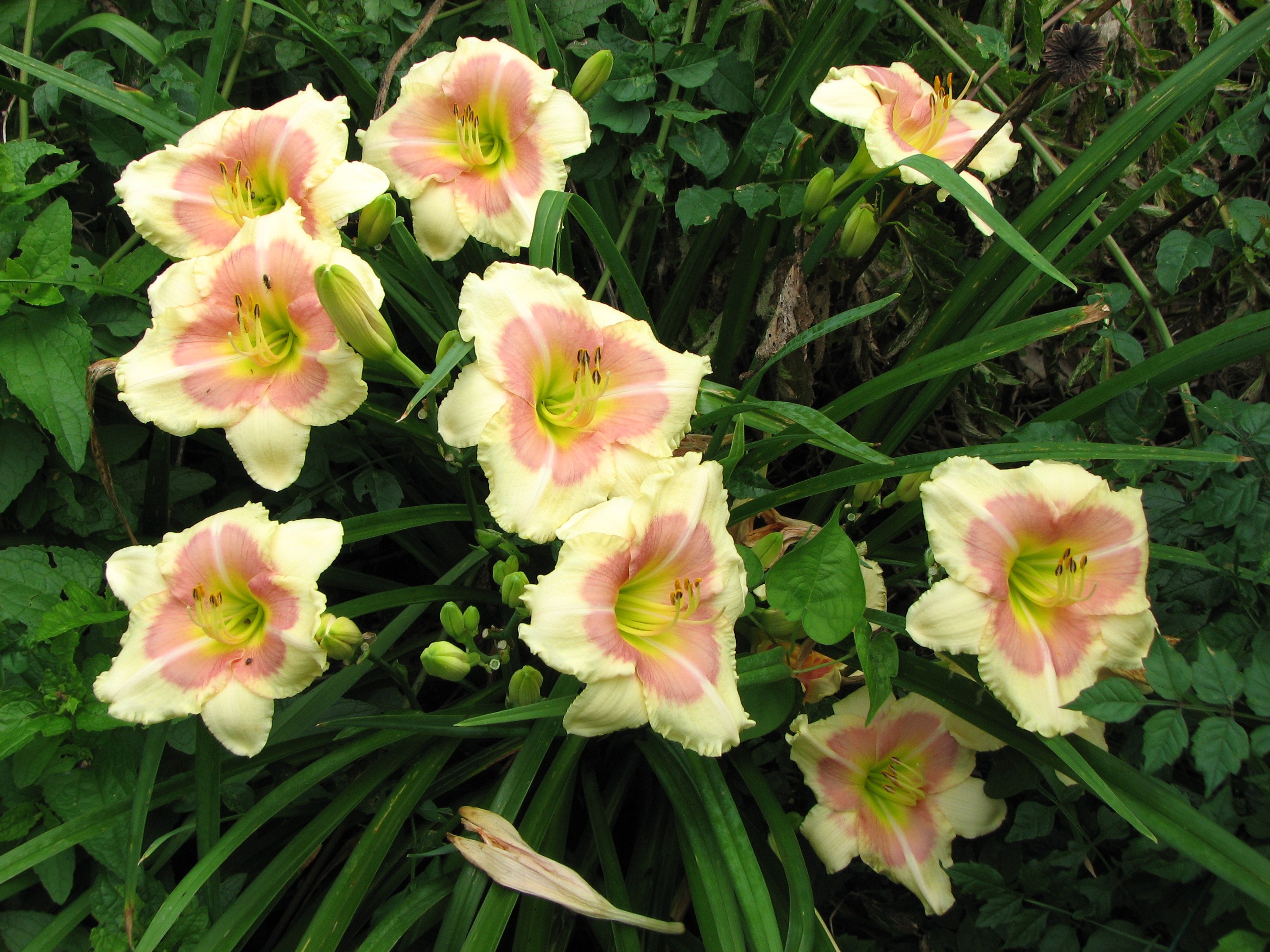 Pale pink and yellow daylilies in green foliage HD Wallpaper
