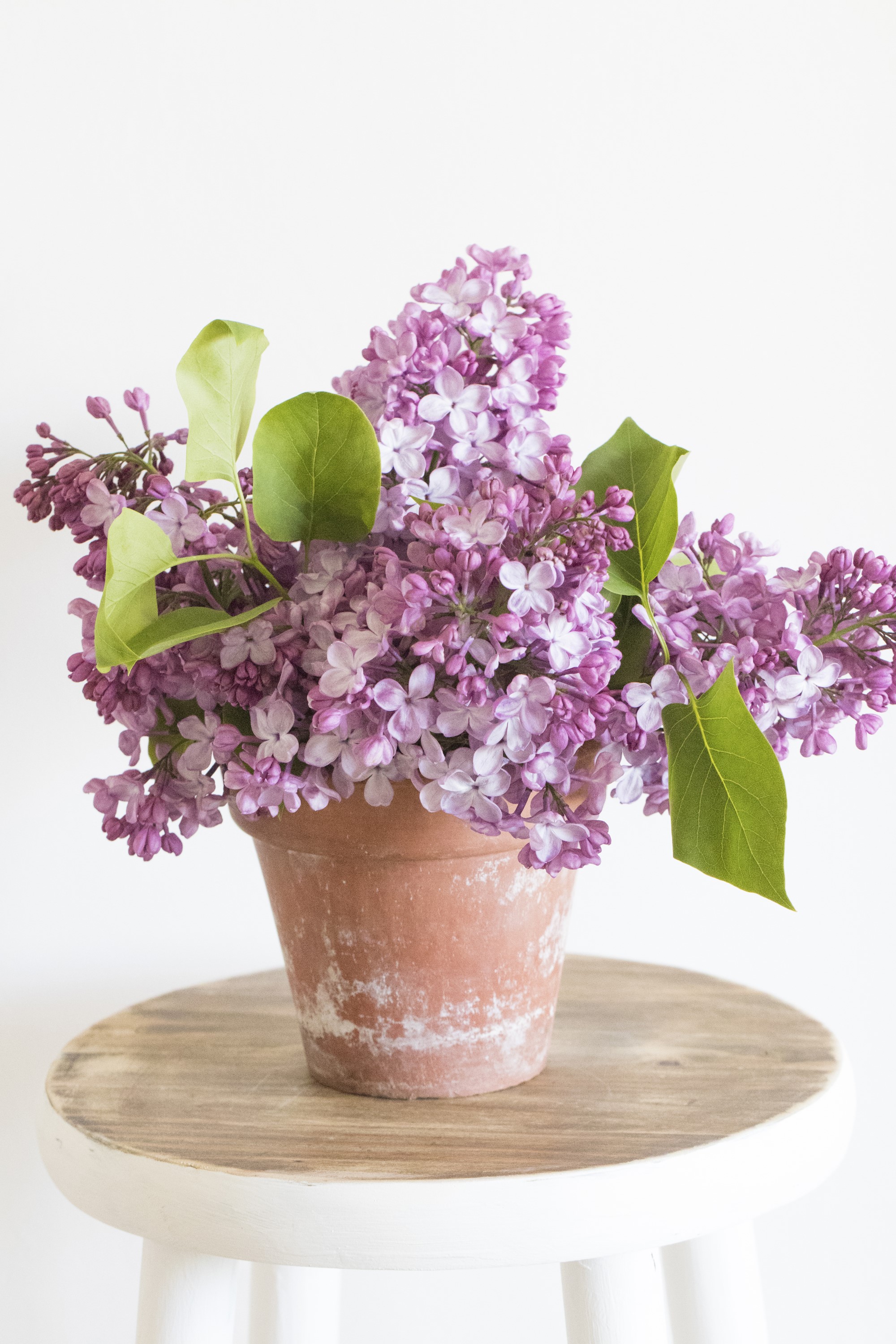Purple lilacs in a terracotta pot on a stool HD Phone Wallpaper