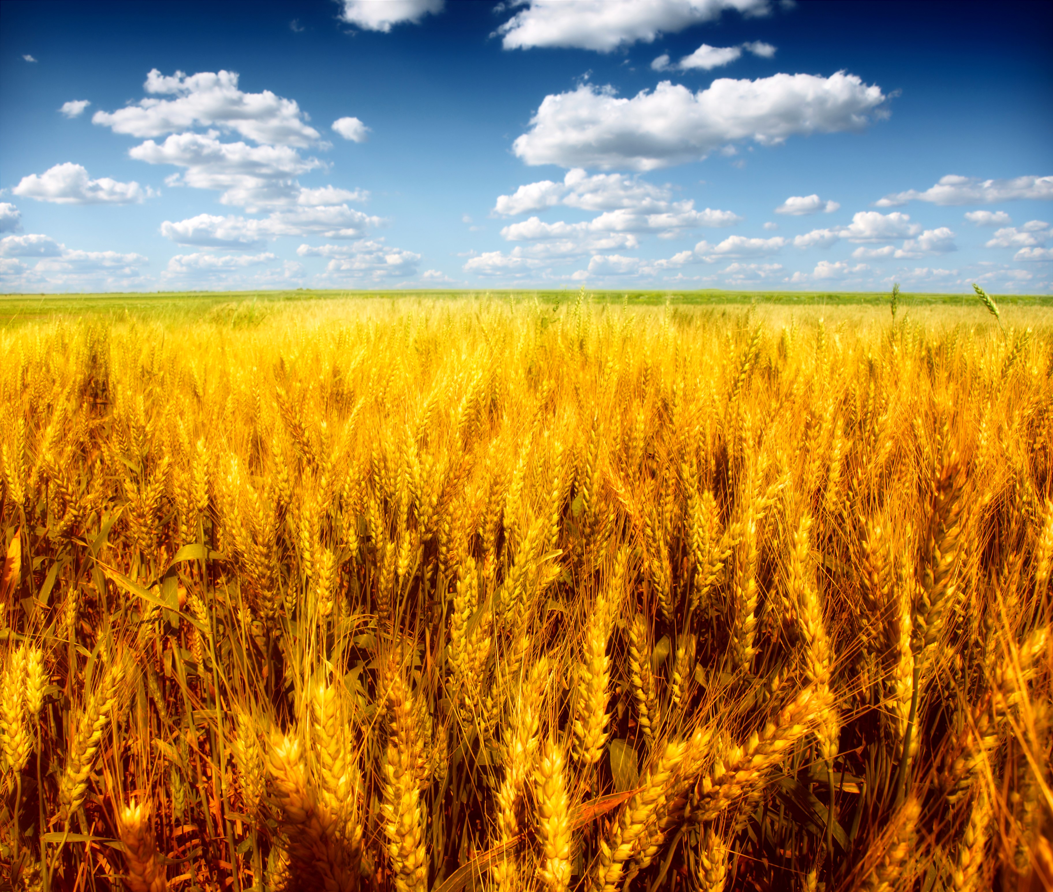 Golden wheat field under a blue sky with clouds HD Wallpaper