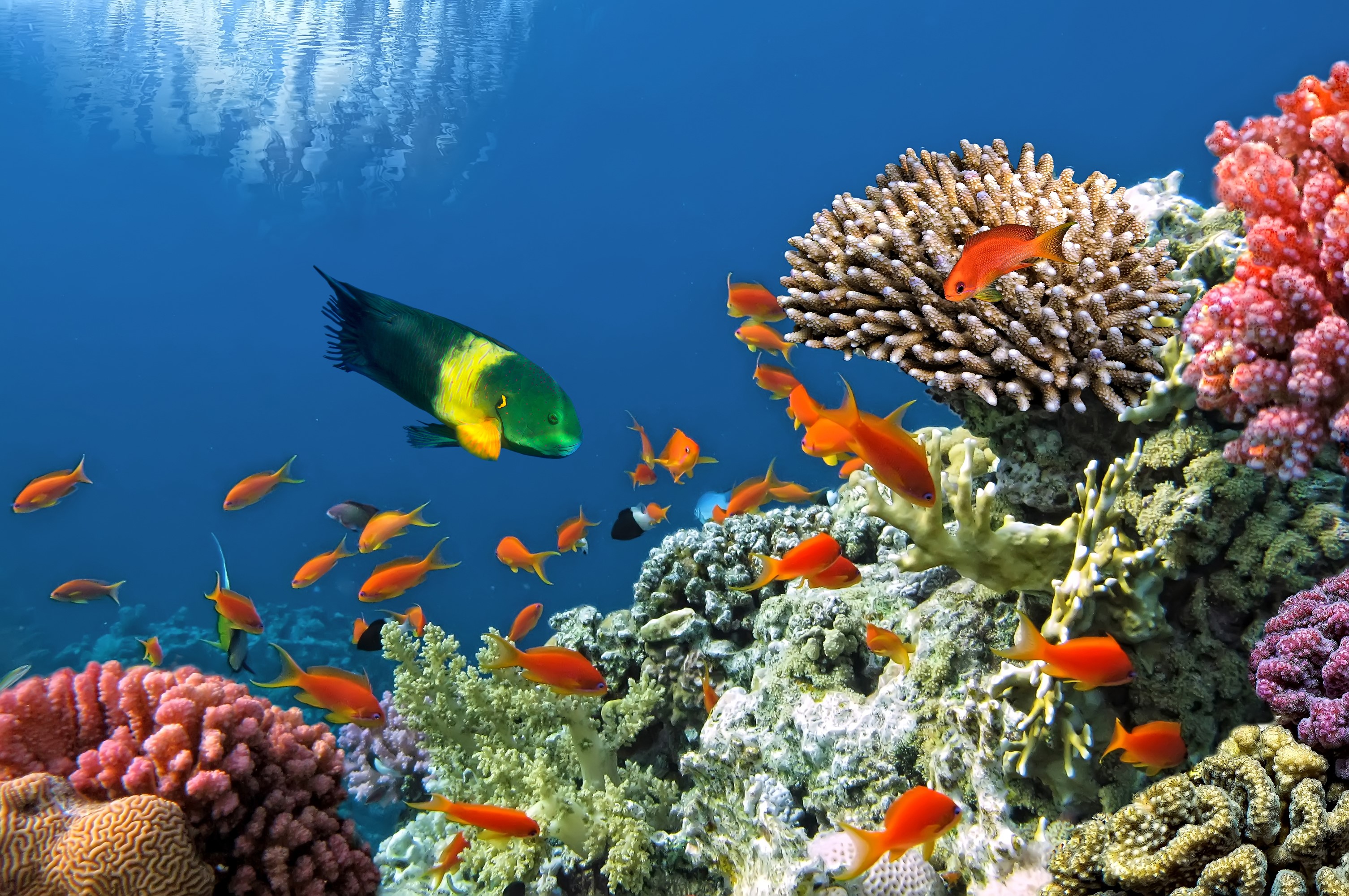 Underwater world with corals and fish HD Wallpaper