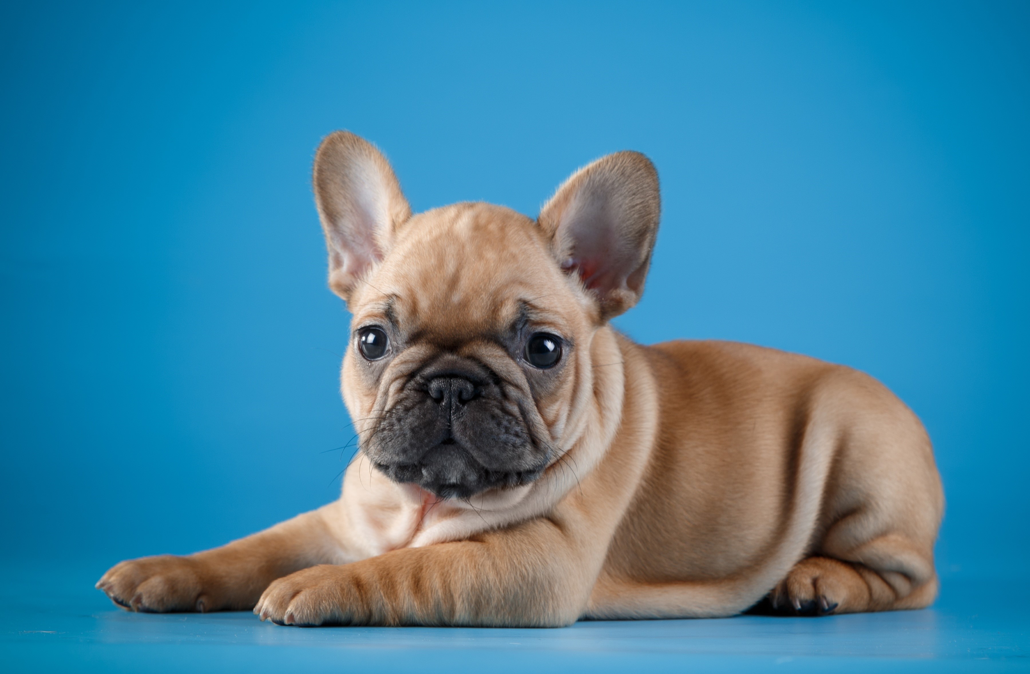 French Bulldog puppy lying down on blue background HD Wallpaper