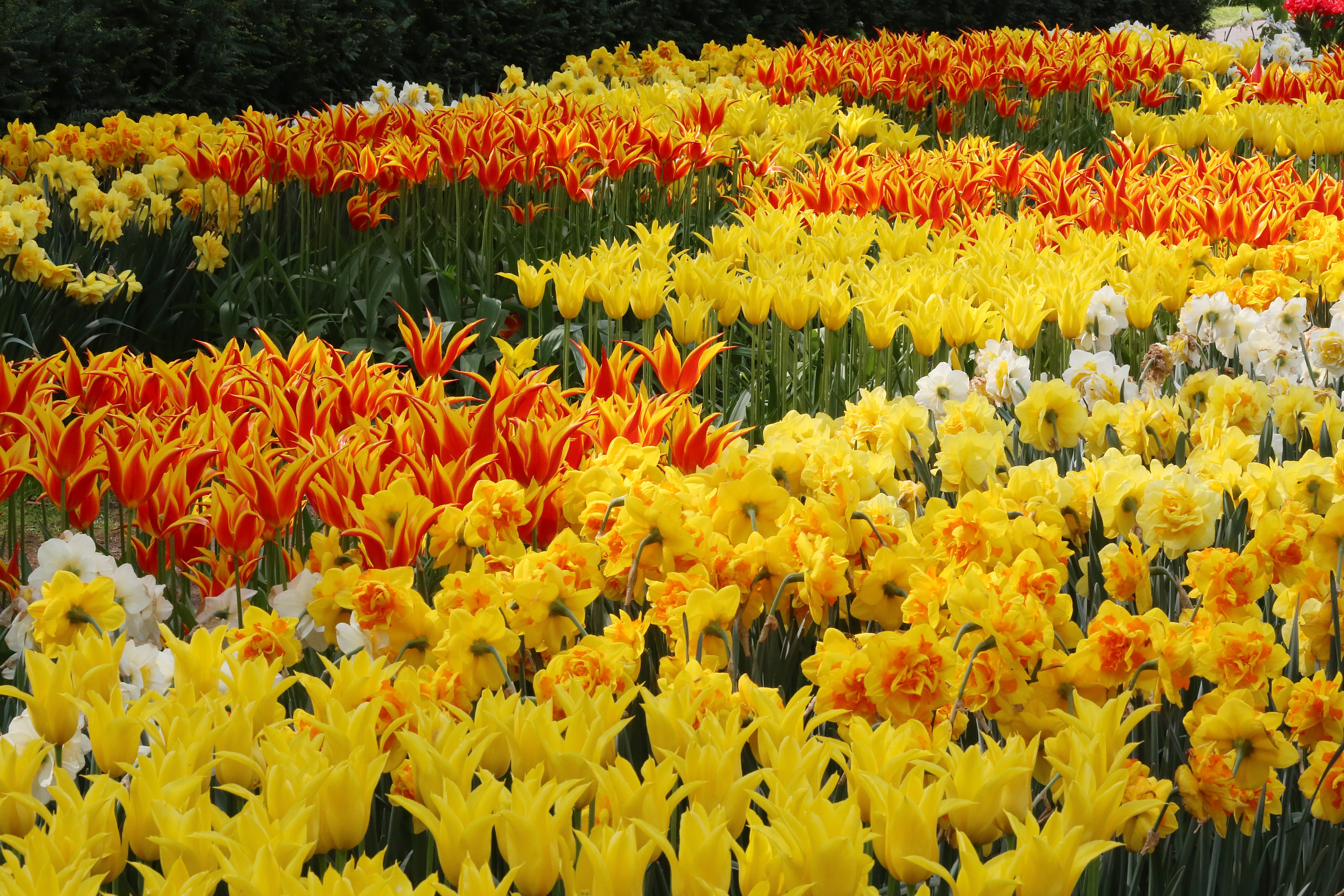 Vibrant Yellow Tulips and Daffodils Field HD Wallpaper