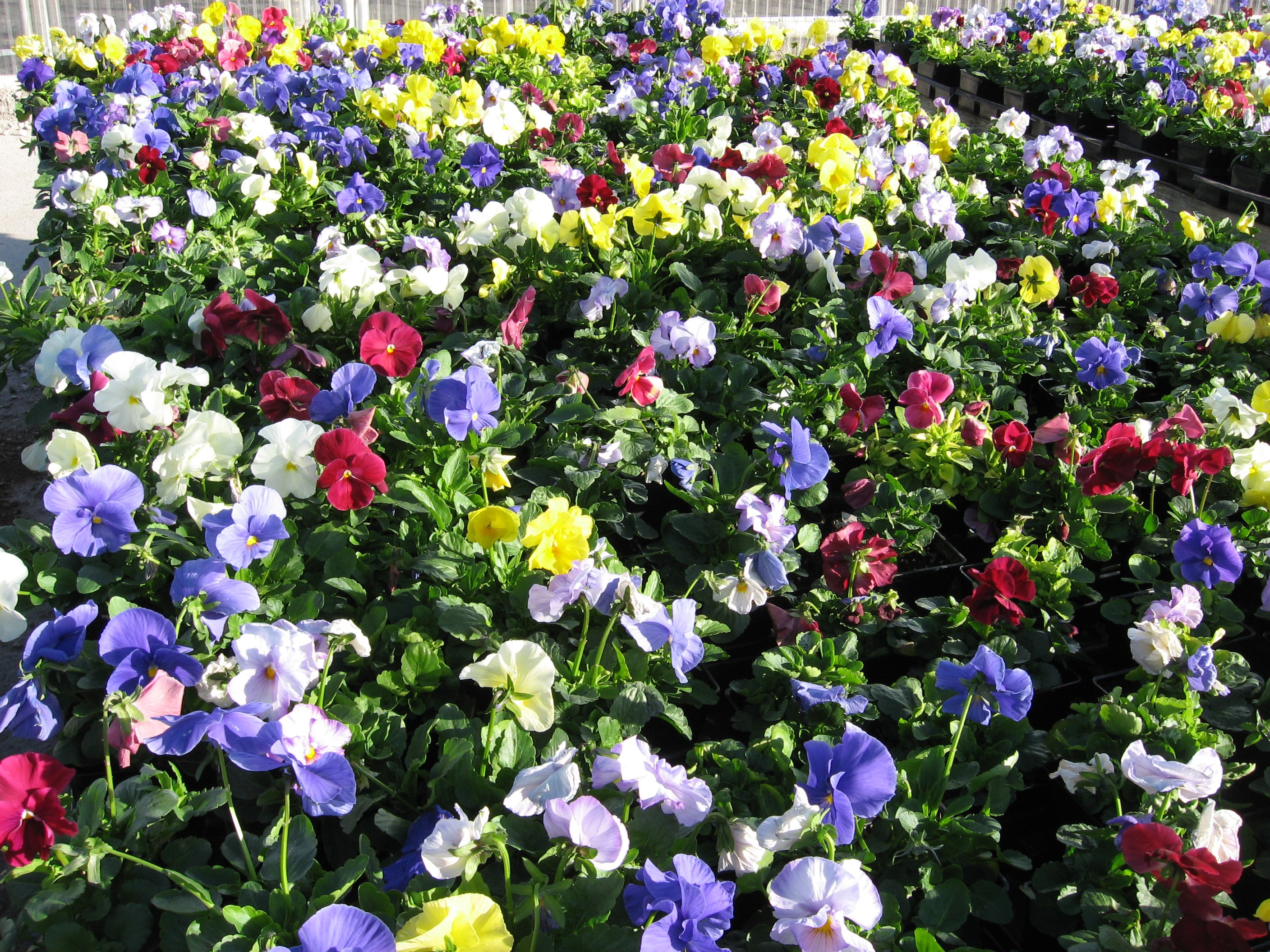 A field of colorful pansies in bloom HD Wallpaper