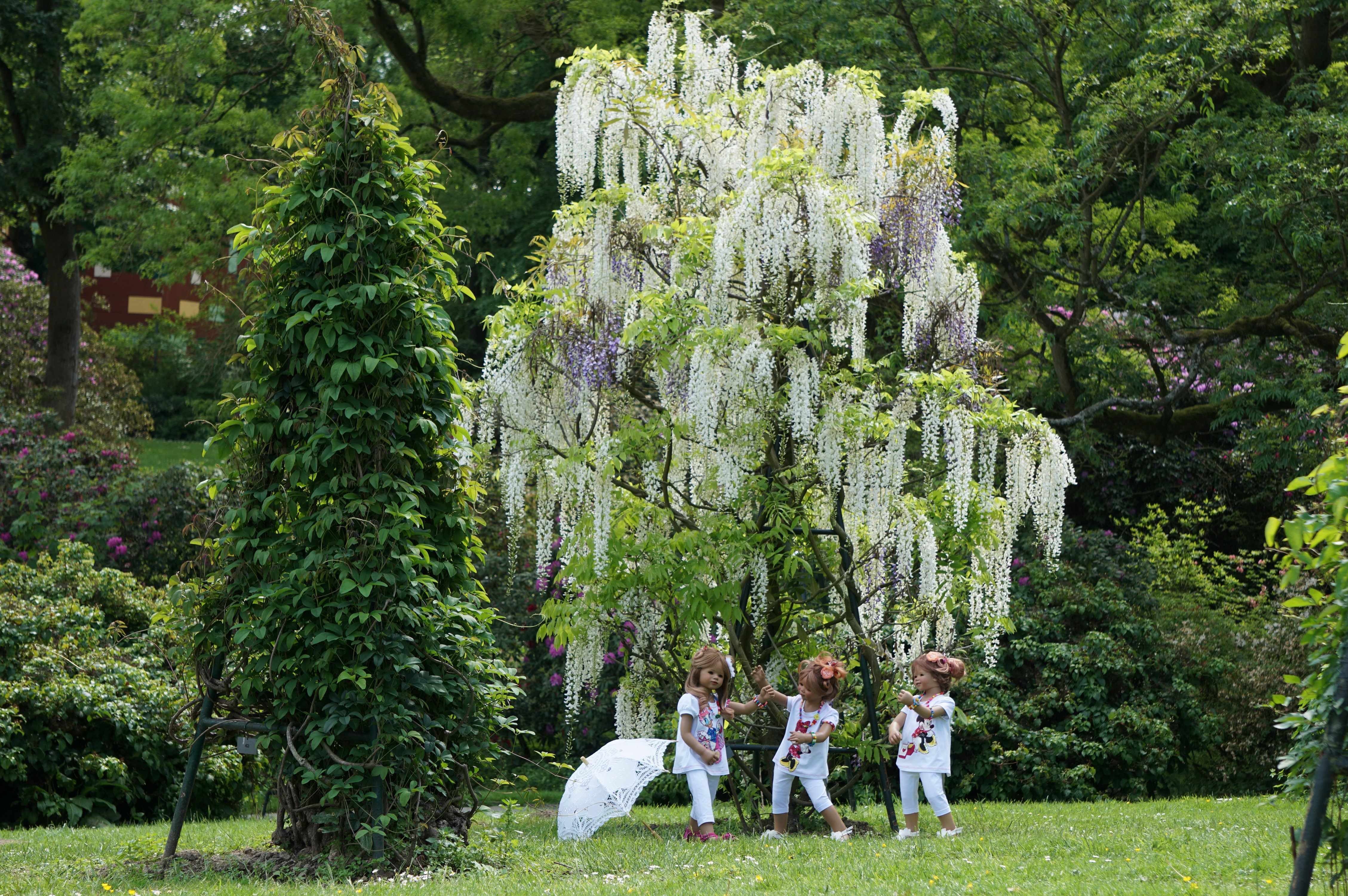 Three dolls under a blooming wisteria tree in Grugapark Essen HD Wallpaper