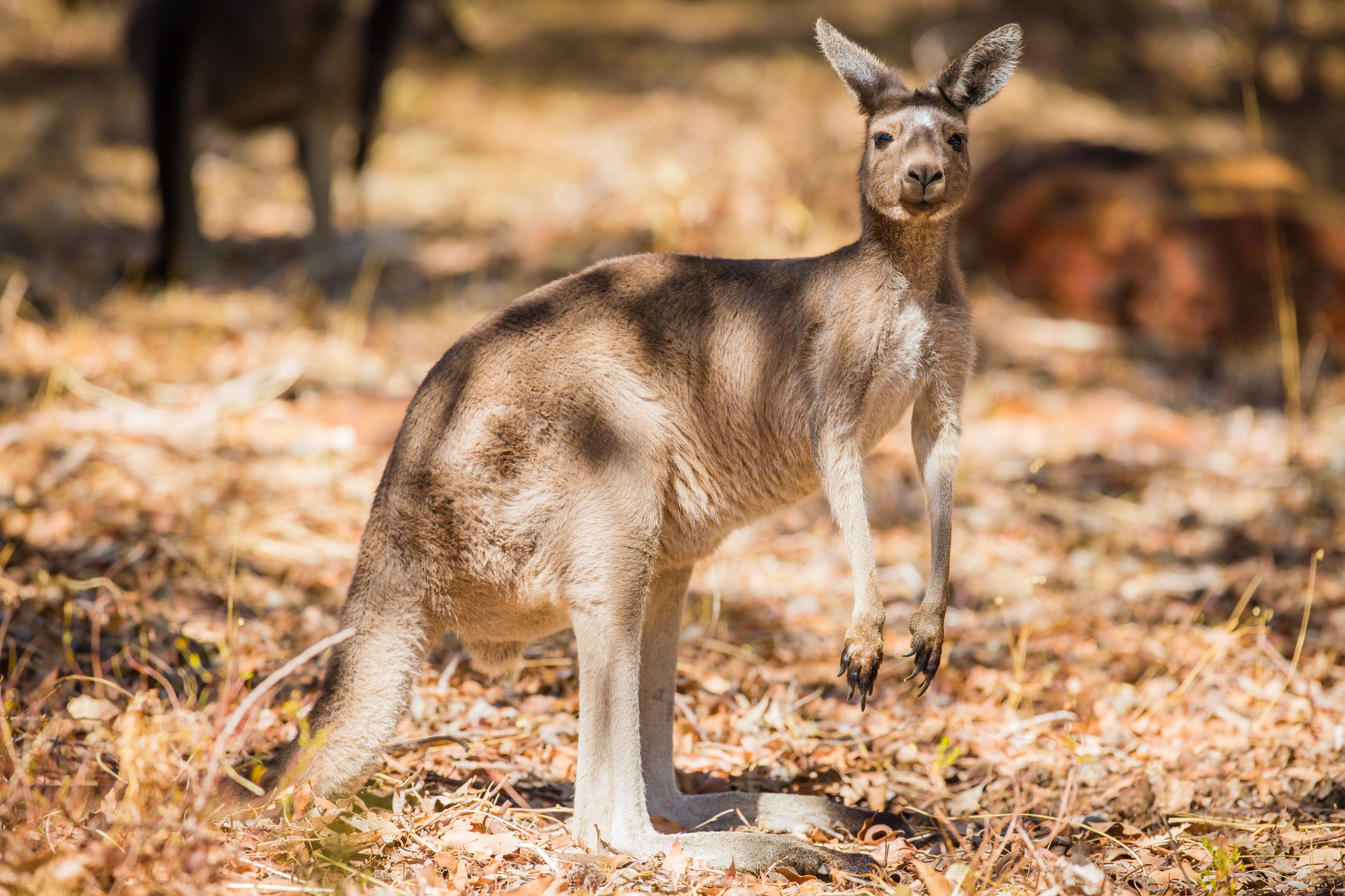 Kangaroo in a sunlit forest HD Wallpaper