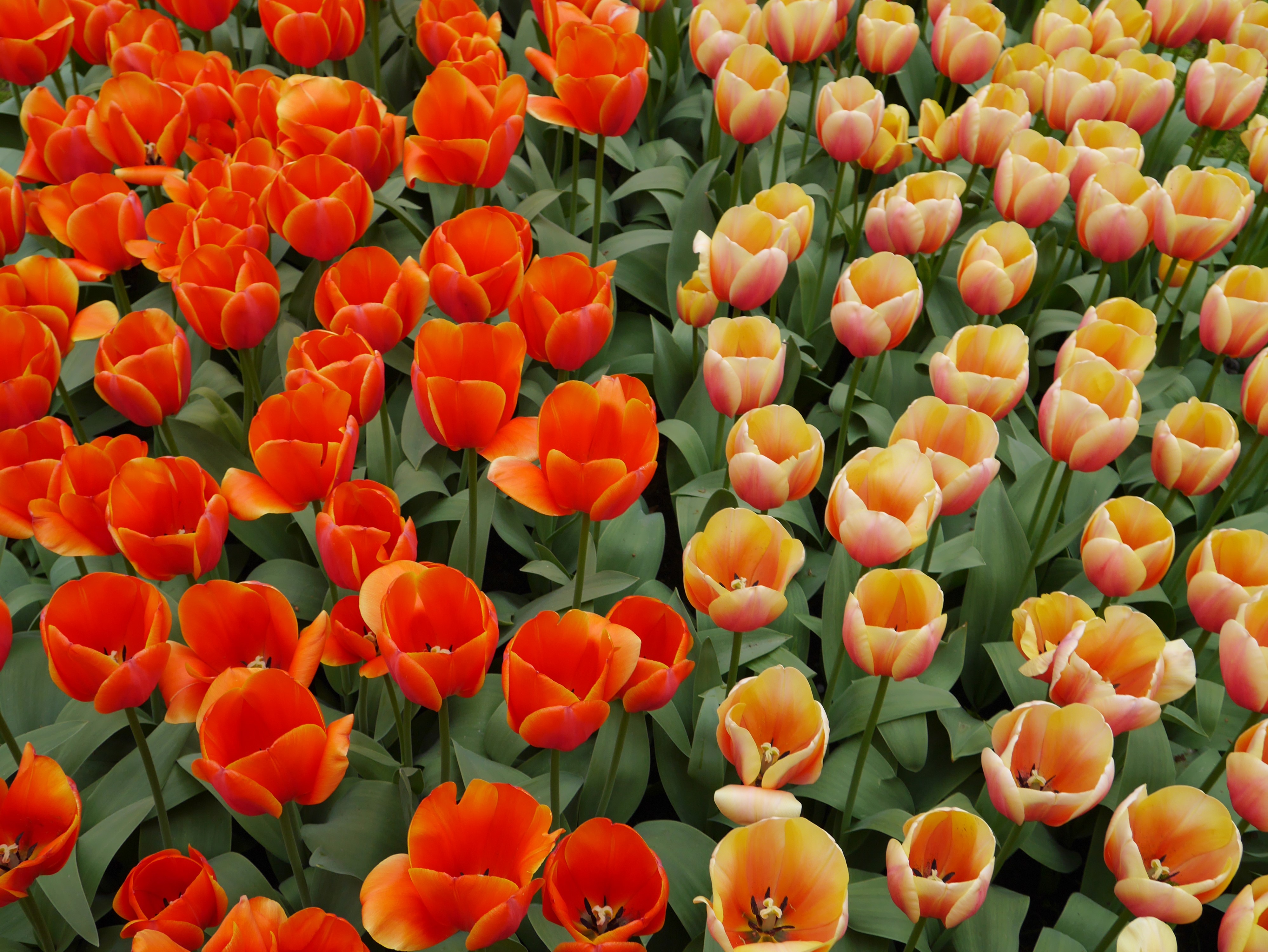 4K Tulips Closeup HD Wallpaper