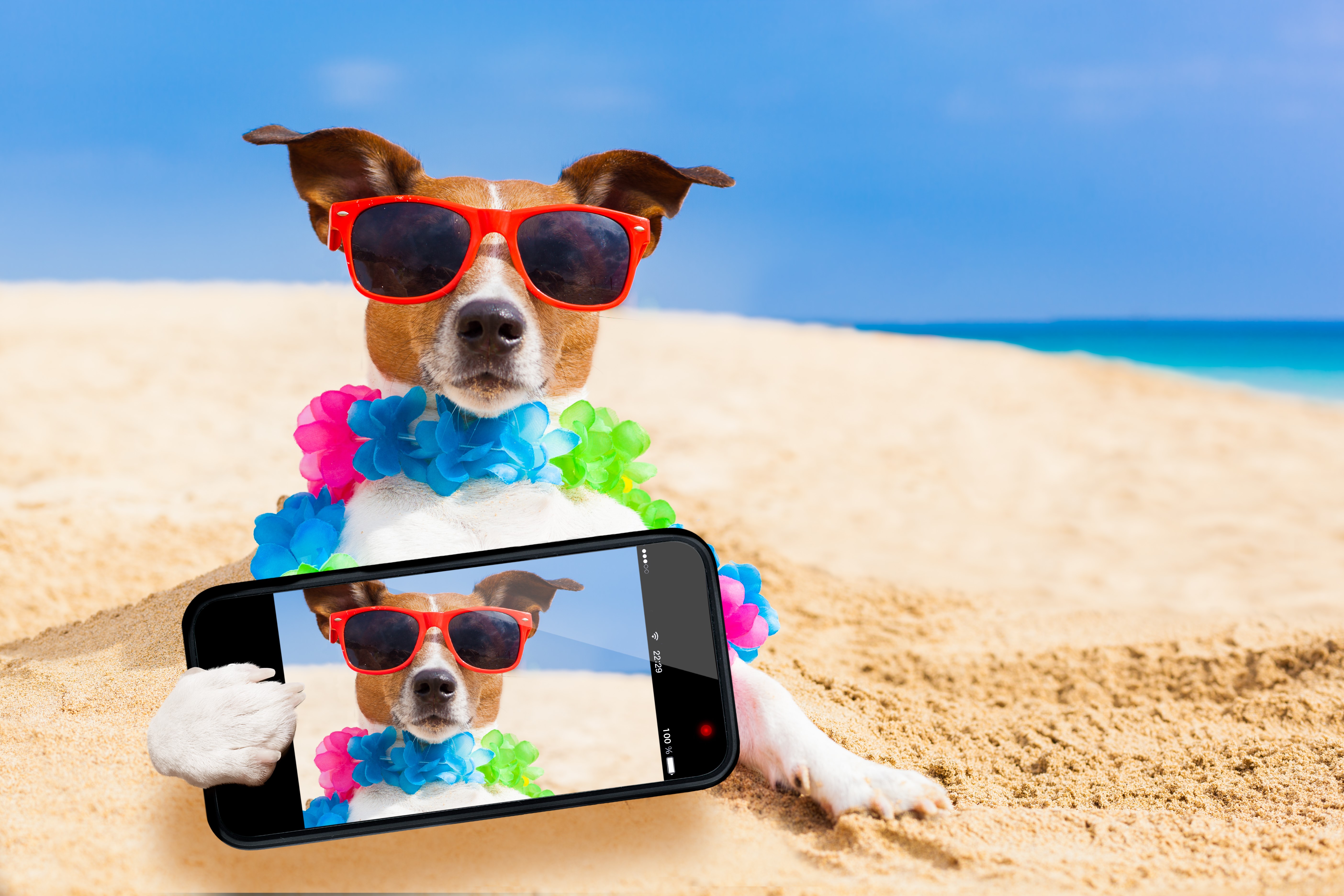 Jack Russell terrier taking a selfie on the beach HD Wallpaper