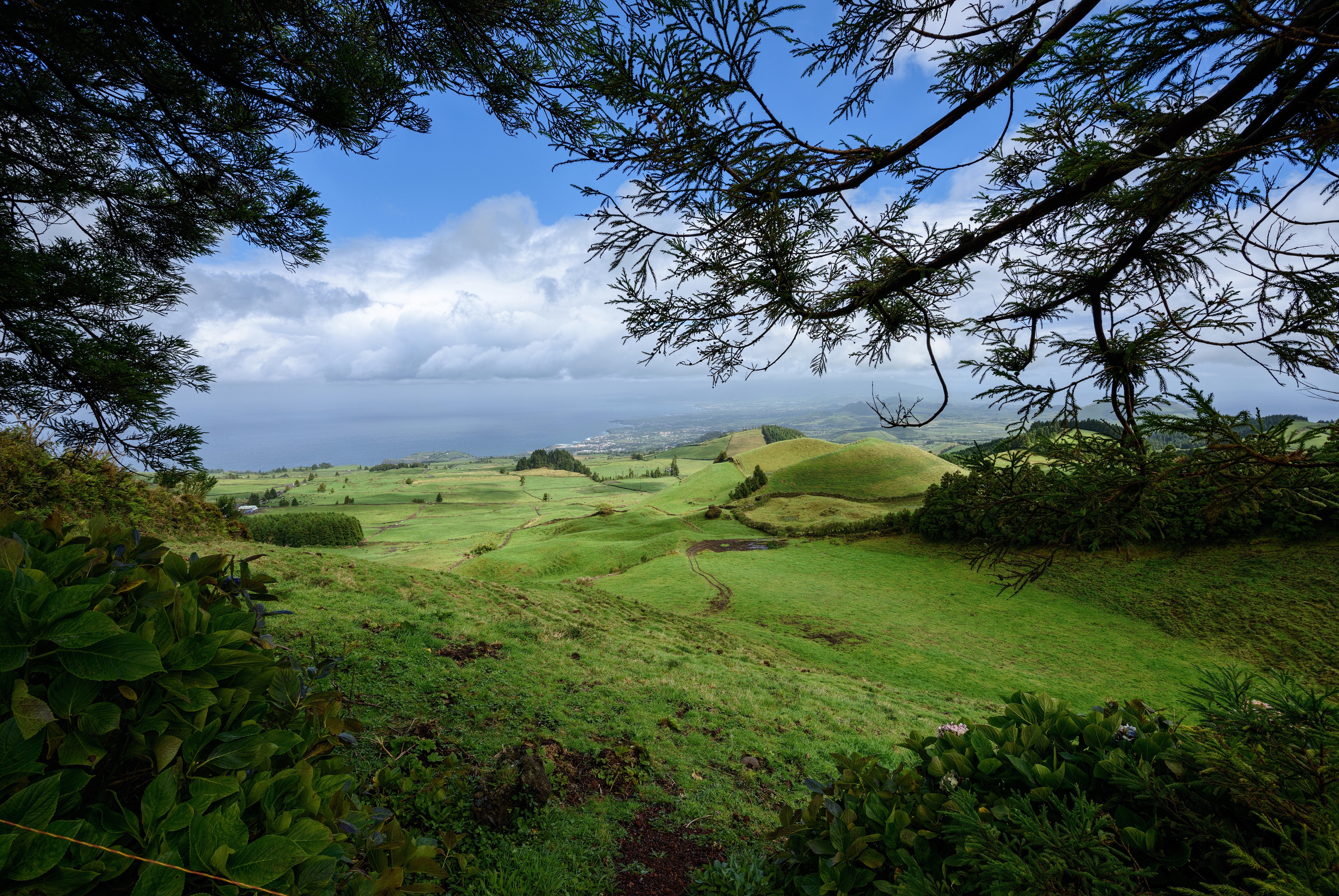 Azores Portugal Grasslands Hill Branches HD Wallpaper