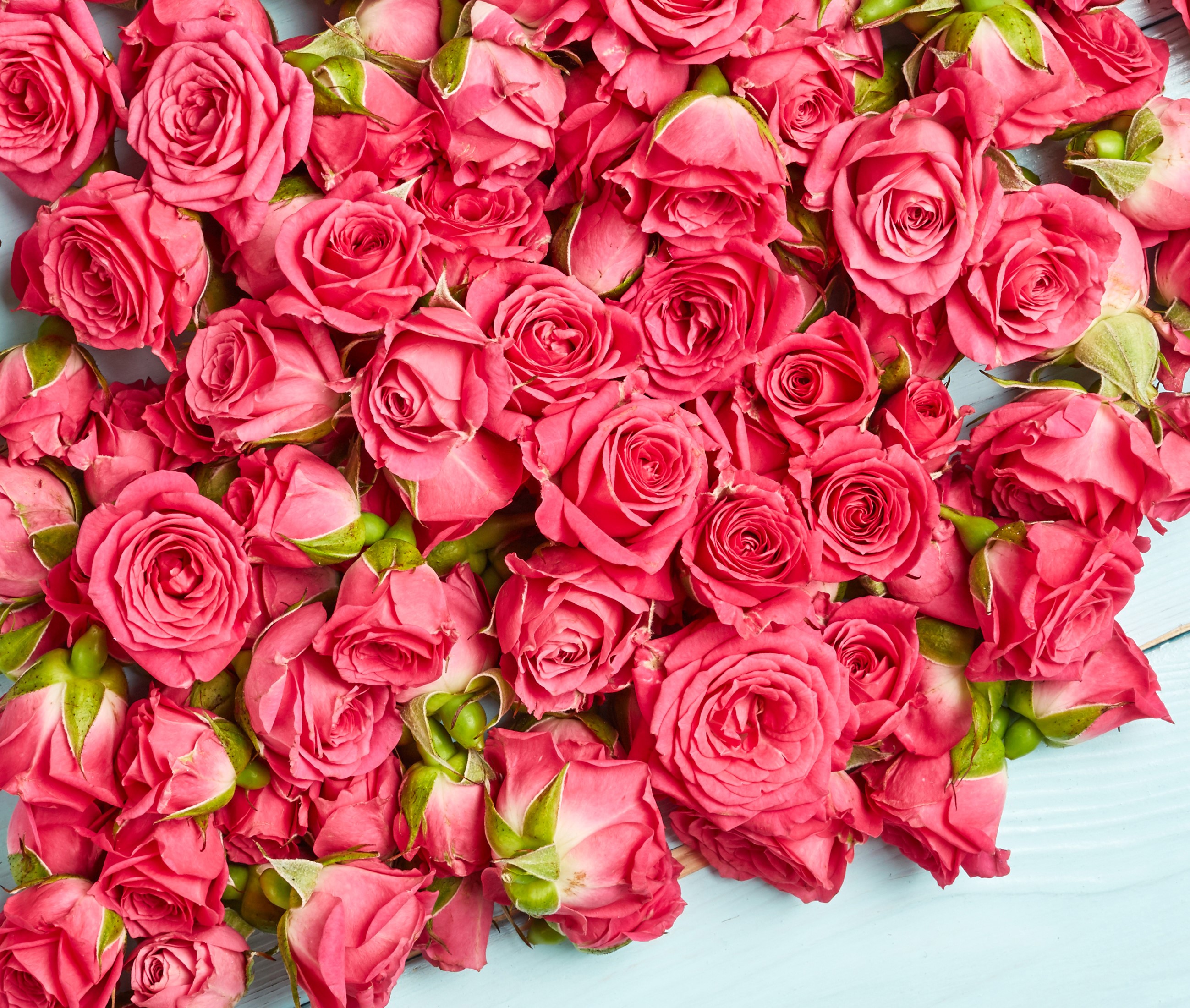 A large bouquet of pink roses HD Wallpaper