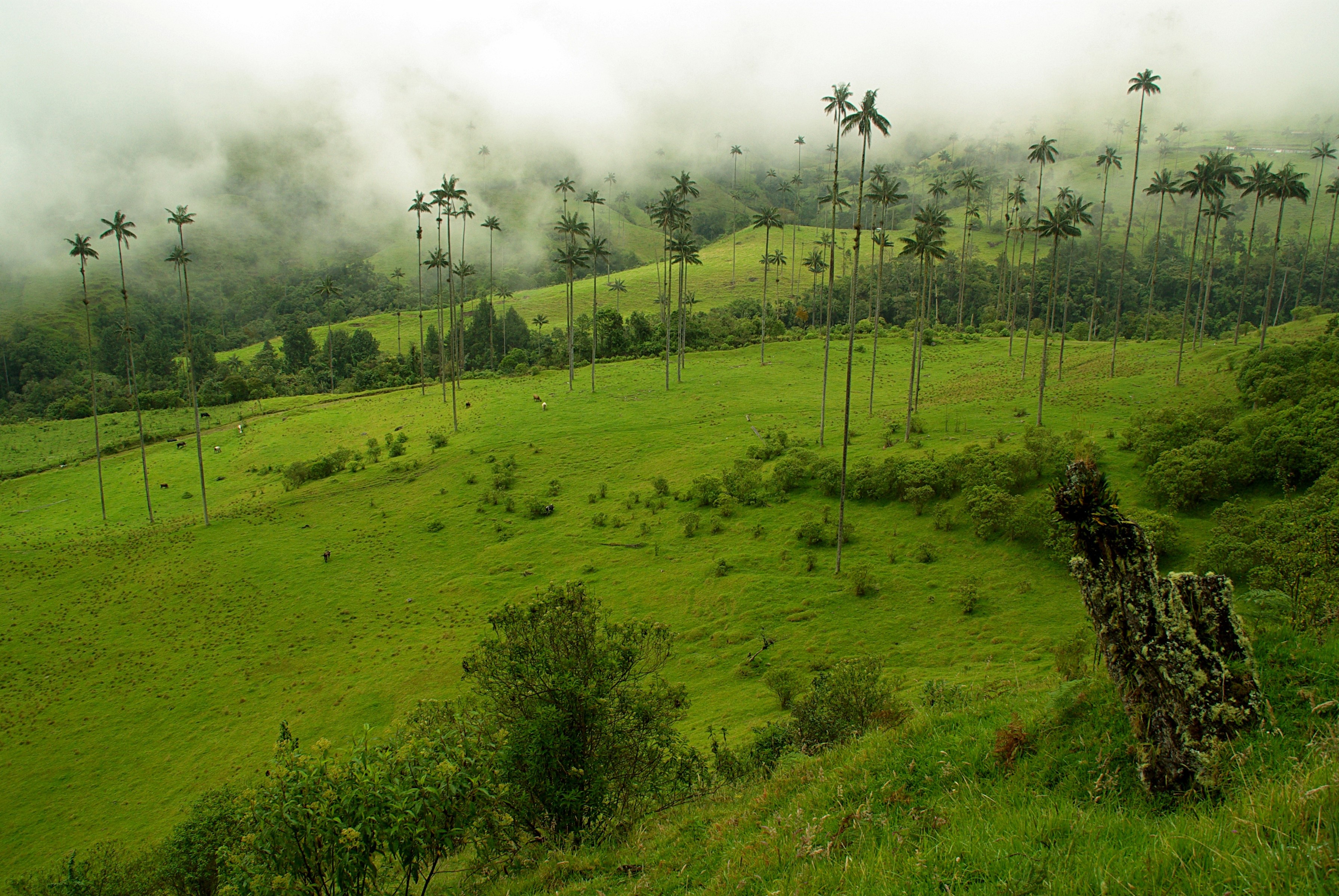 Wax Palms in Foggy Colombian Grasslands HD Wallpaper
