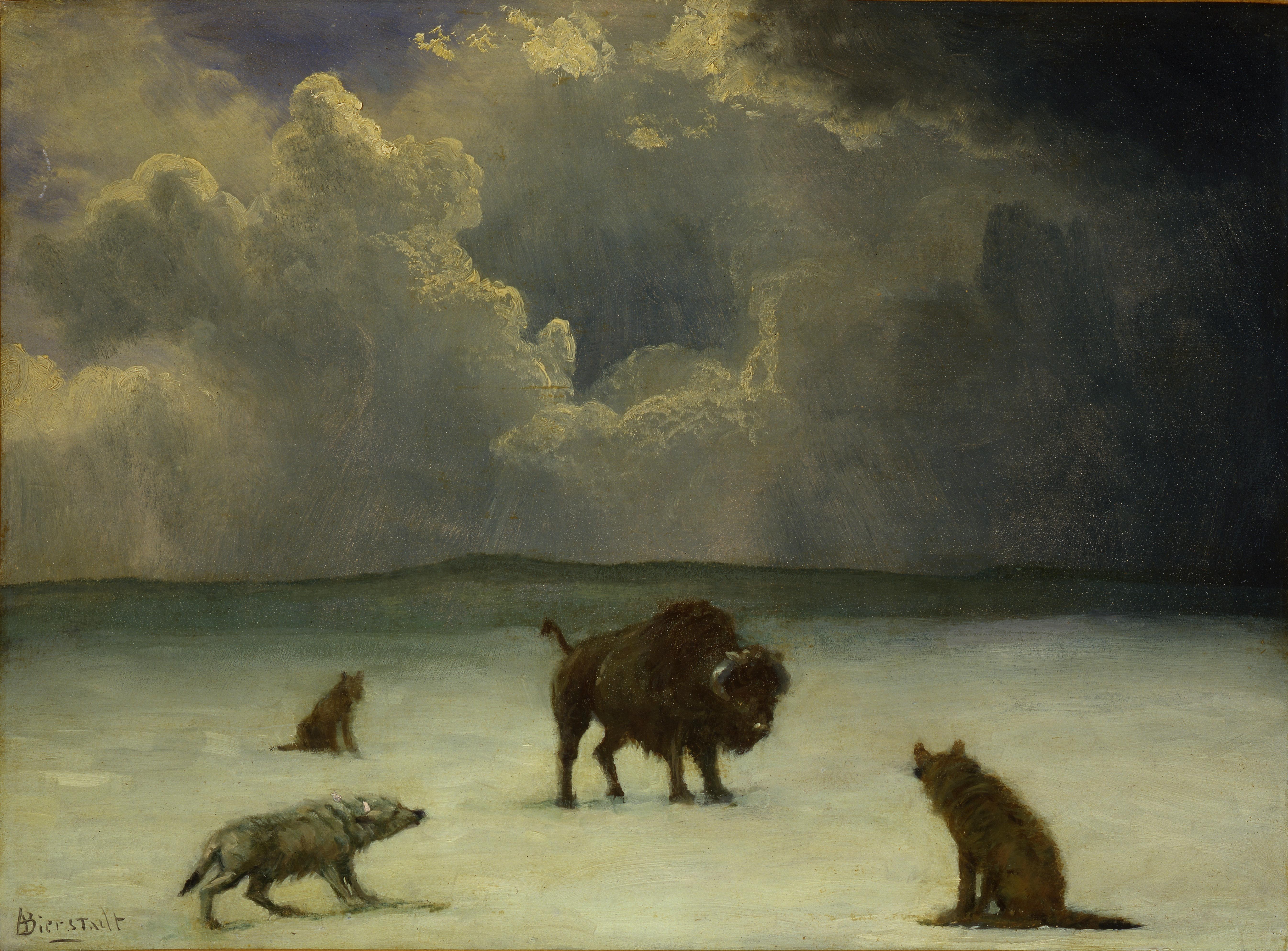 American Bison and Wolves in a Stormy Landscape by Albert Bierstadt HD Wallpaper