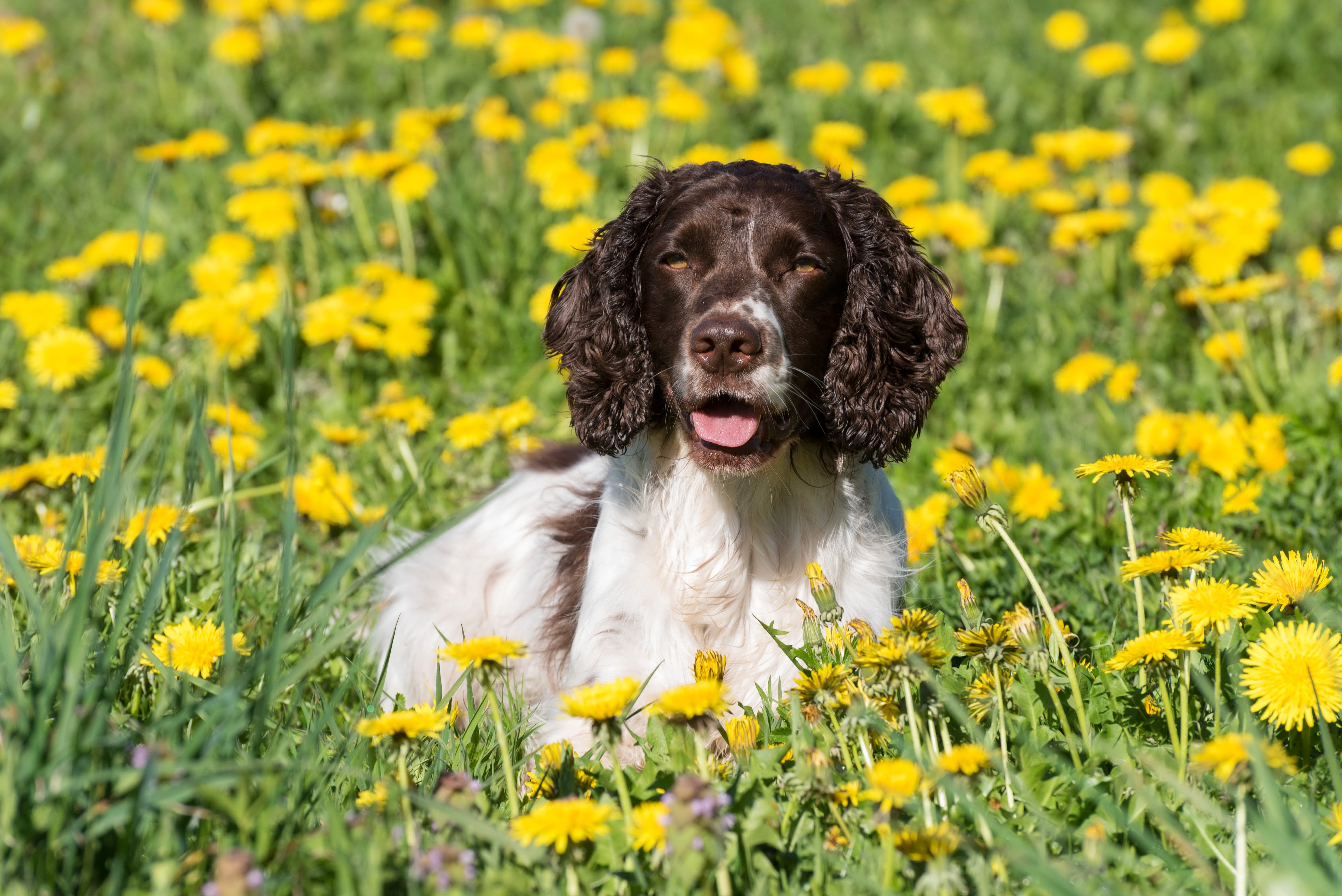 English Springer Spaniel in a field of dandelions HD Wallpaper