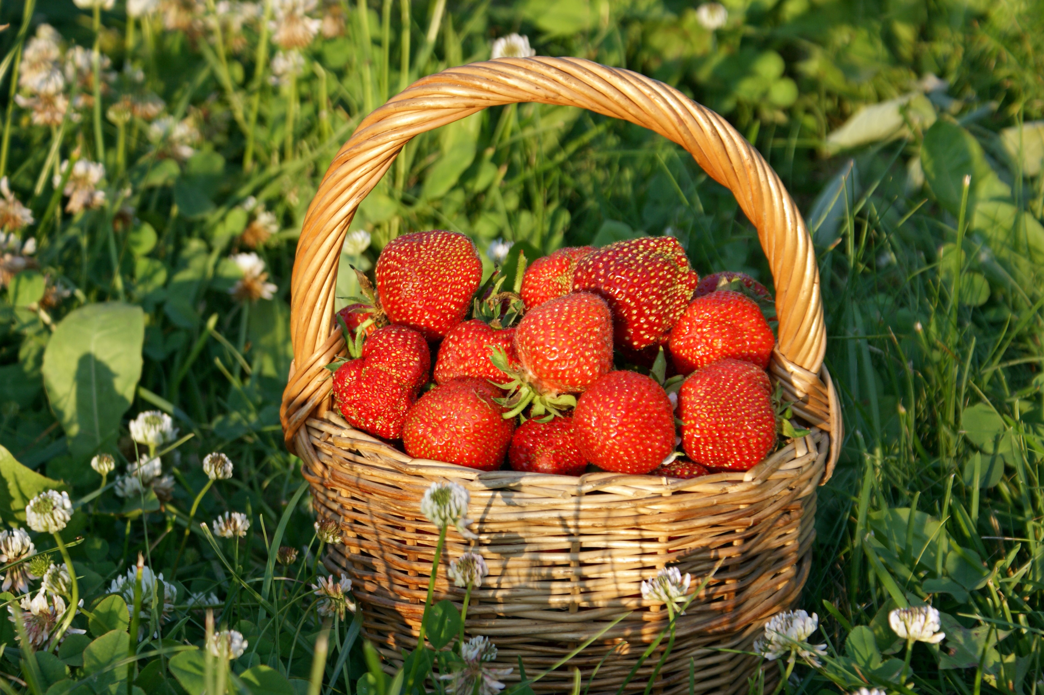 Basket of fresh strawberries in a grassy field HD Wallpaper