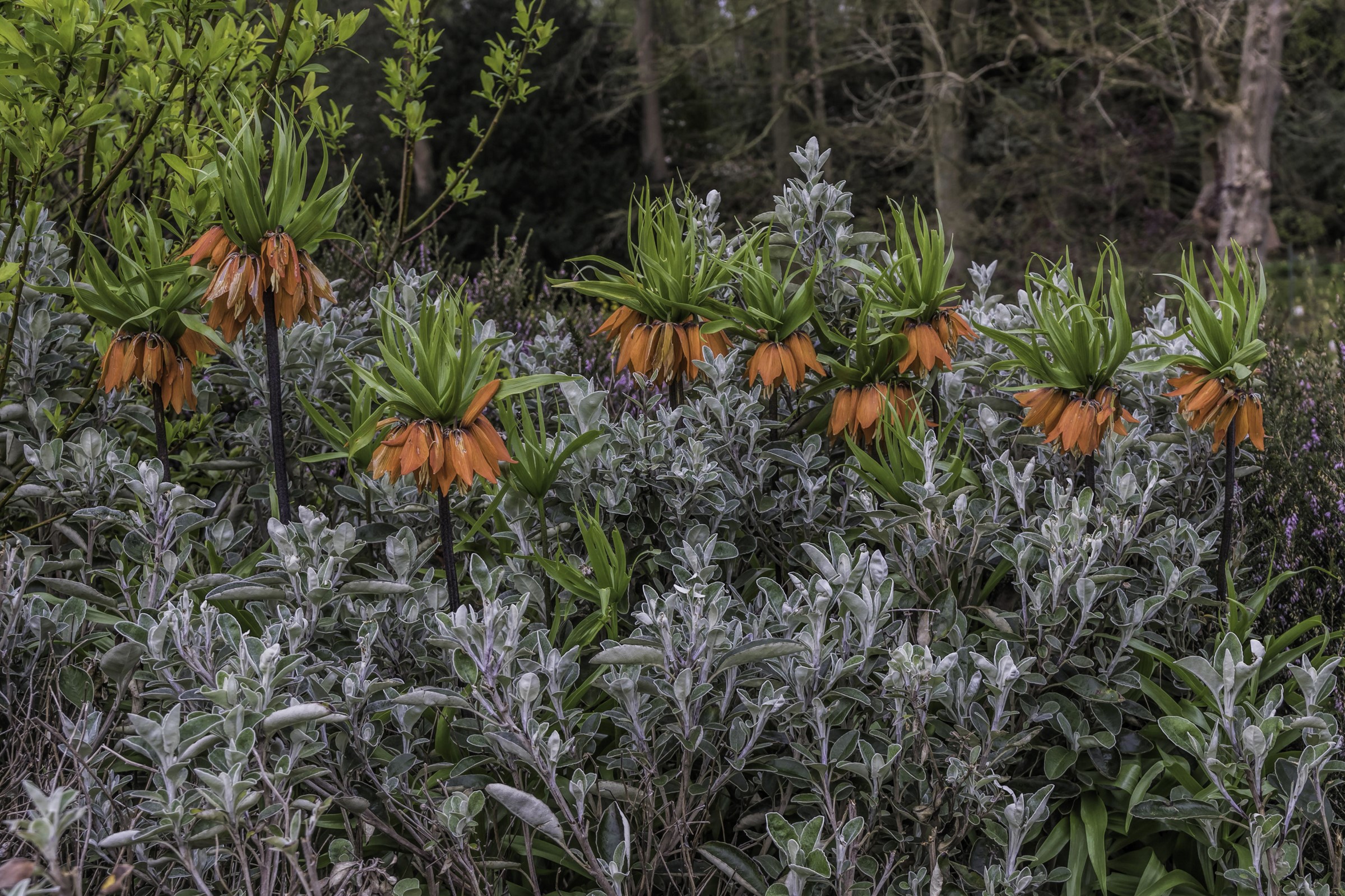 Fritillaria imperialis flowers in a garden HD Wallpaper