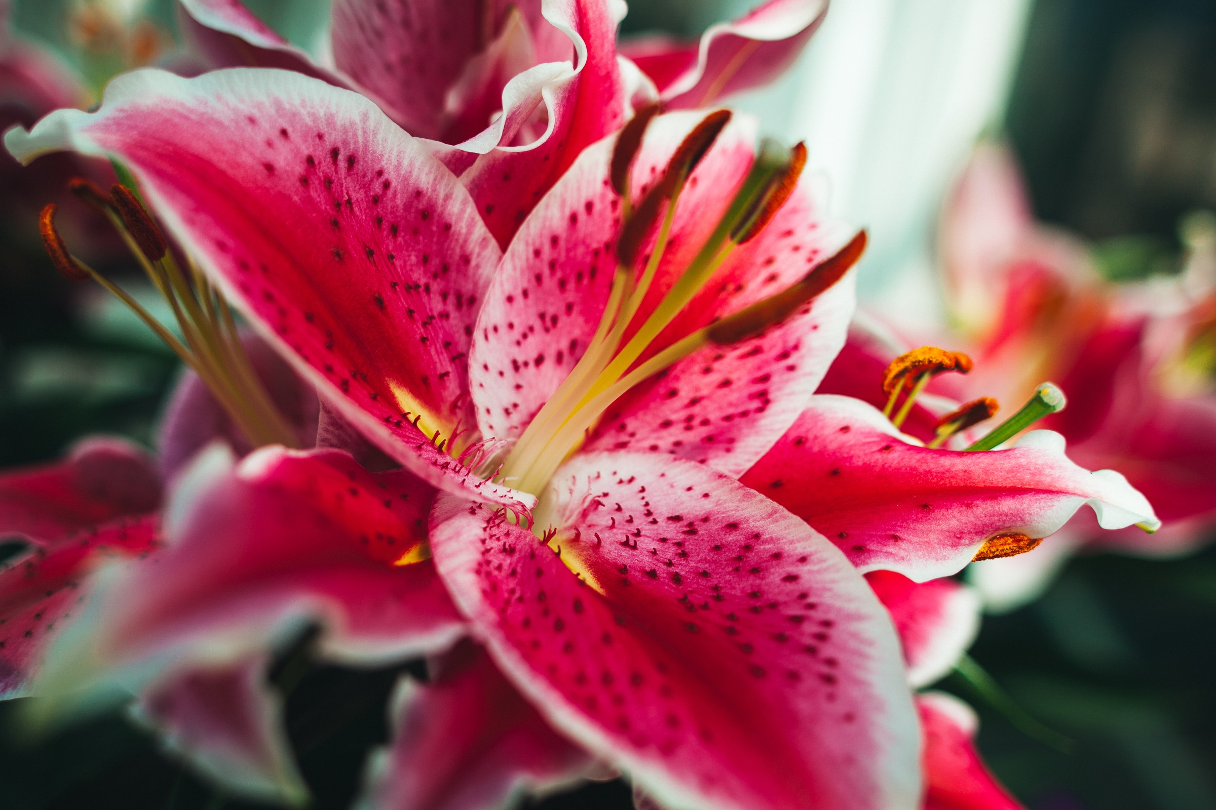 Close-up of pink and white tiger lilies HD Wallpaper