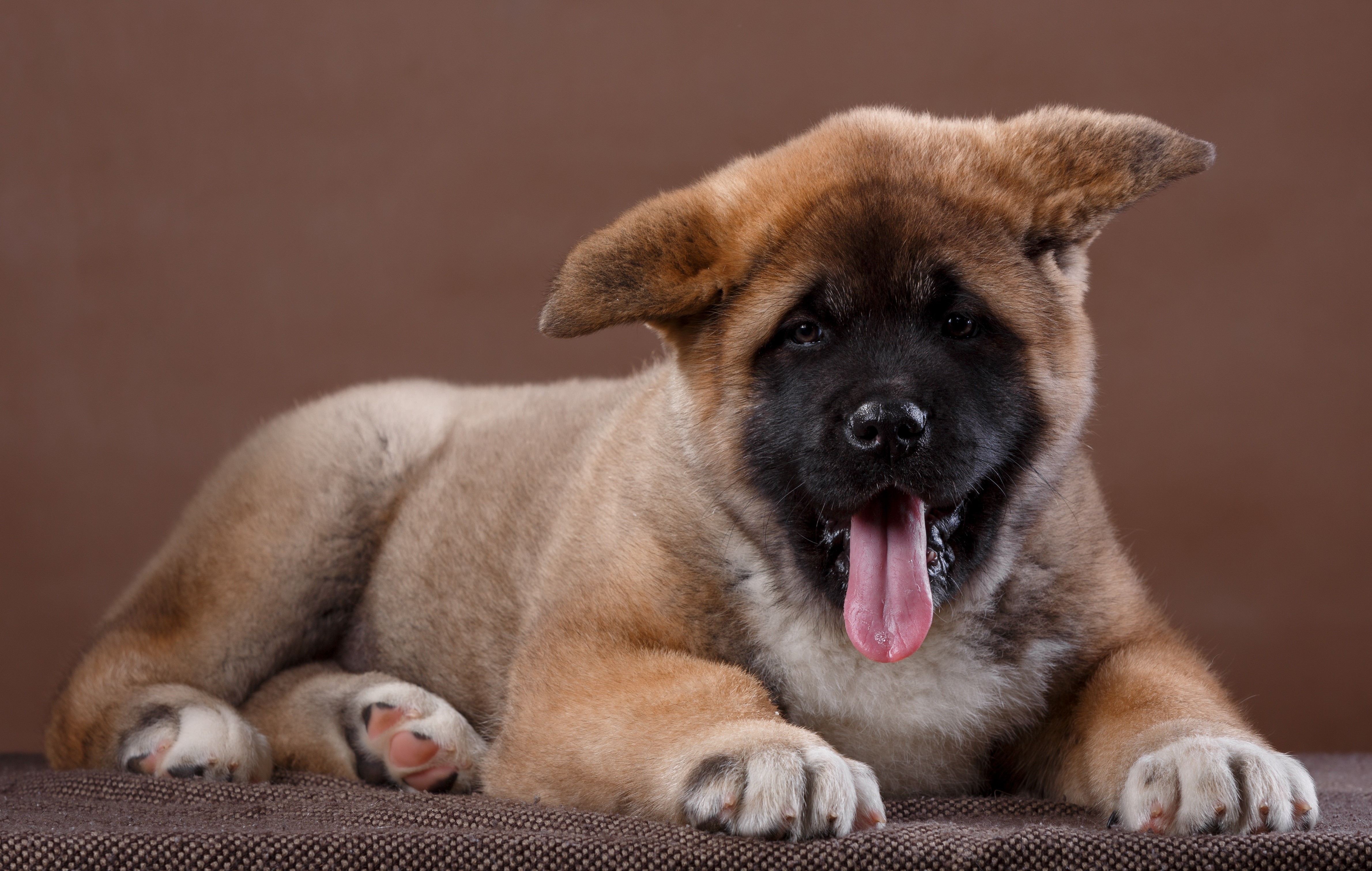 American Akita Puppy with Tongue Out HD Wallpaper