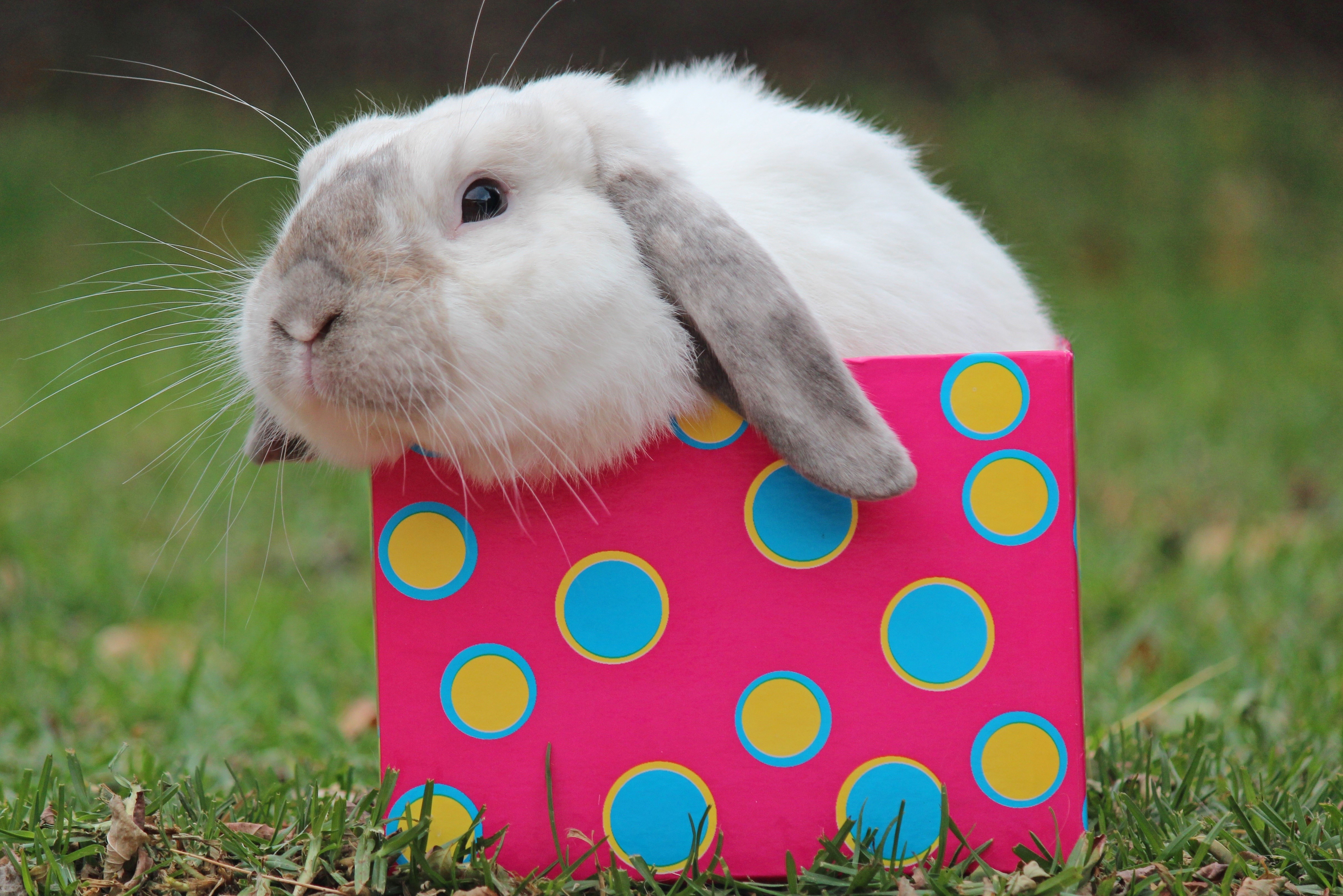 White rabbit in a polka dot box HD Wallpaper