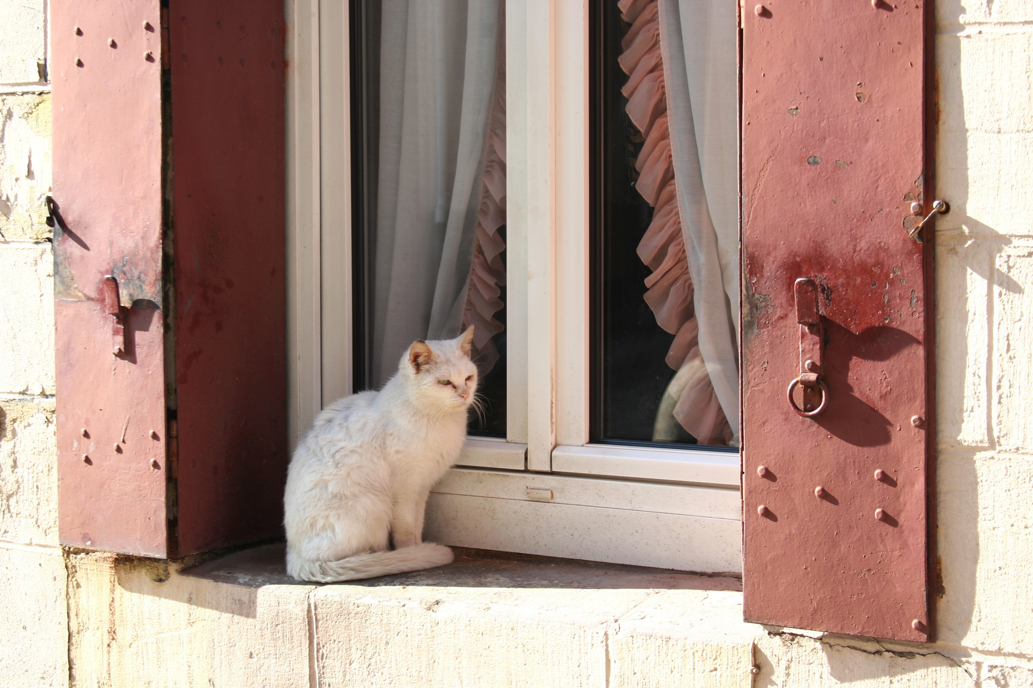 White cat sitting on a windowsill with red shutters HD Wallpaper
