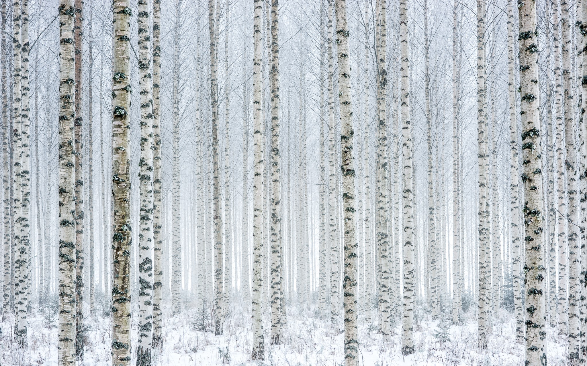 Birch trees in a snowy forest HD Wallpaper